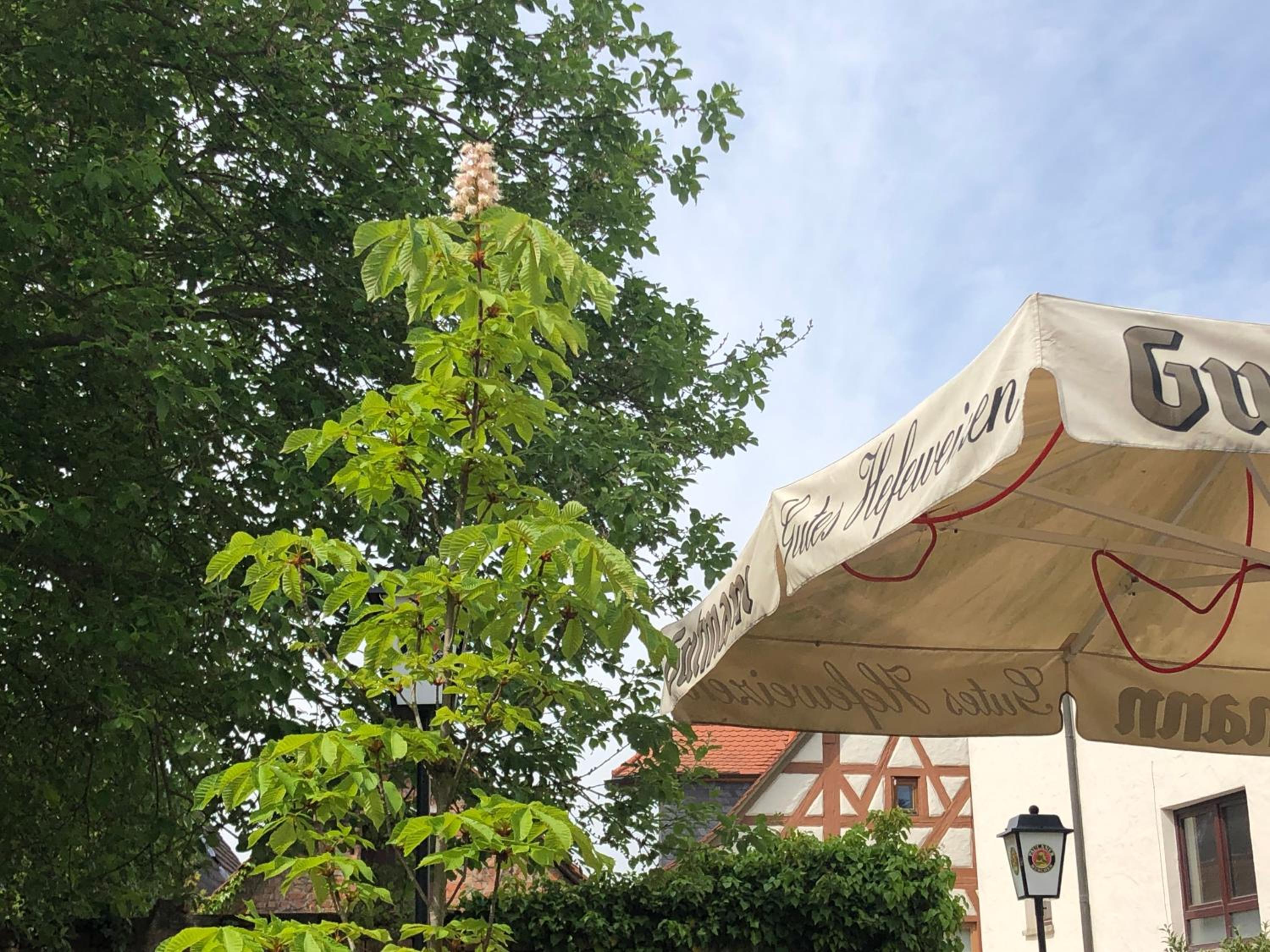 Hotel Kastanienbaum
