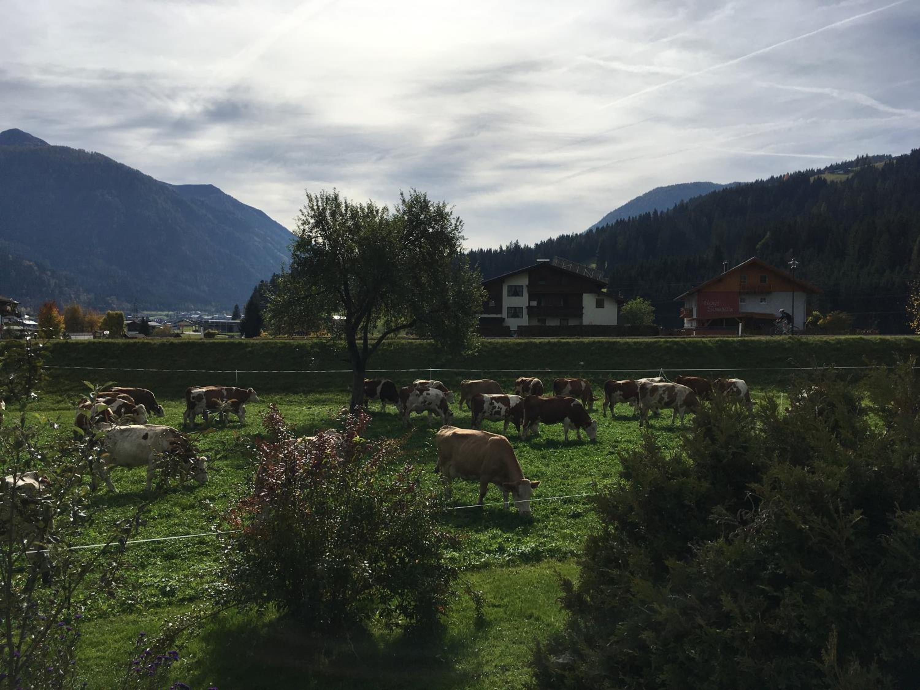 Scharfetthof