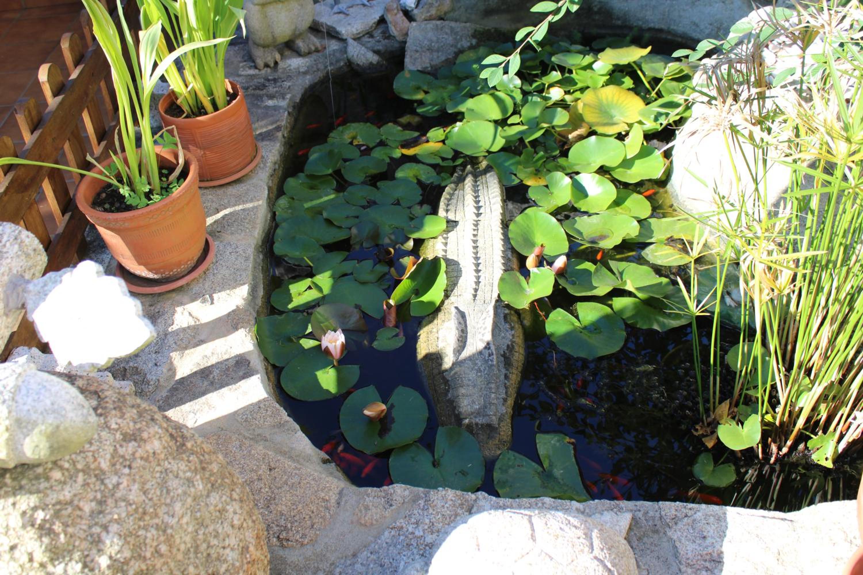 Photo 46