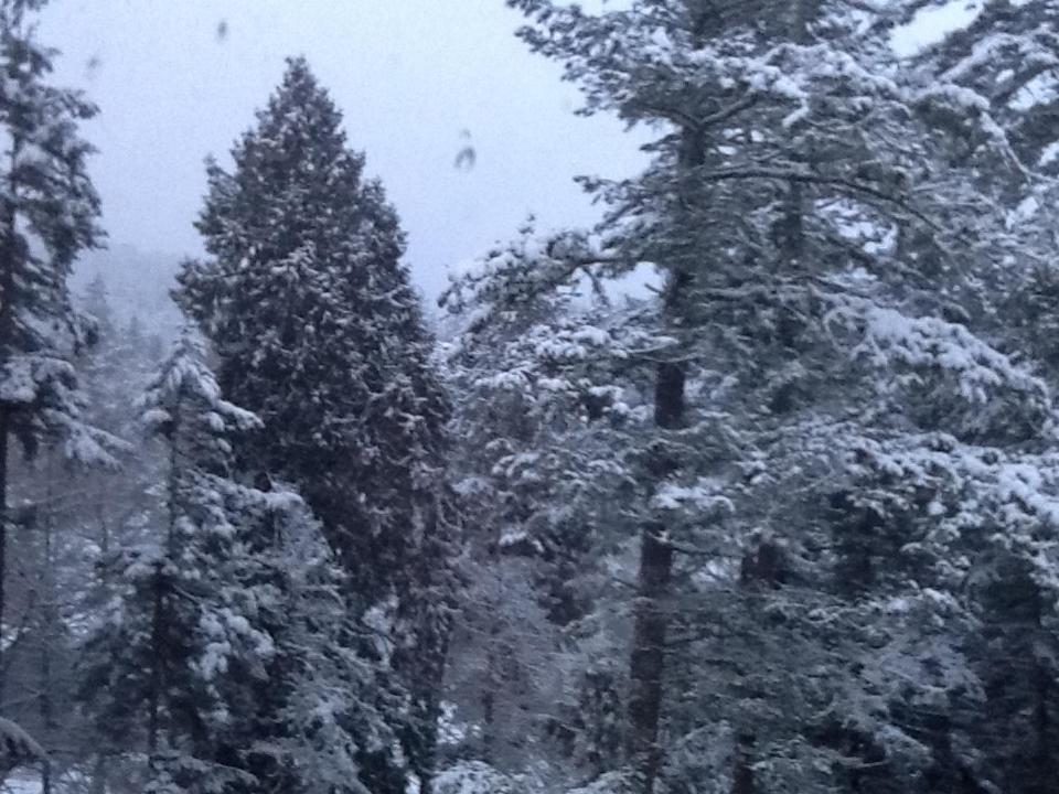 Wisteria Honeymoon Cottage