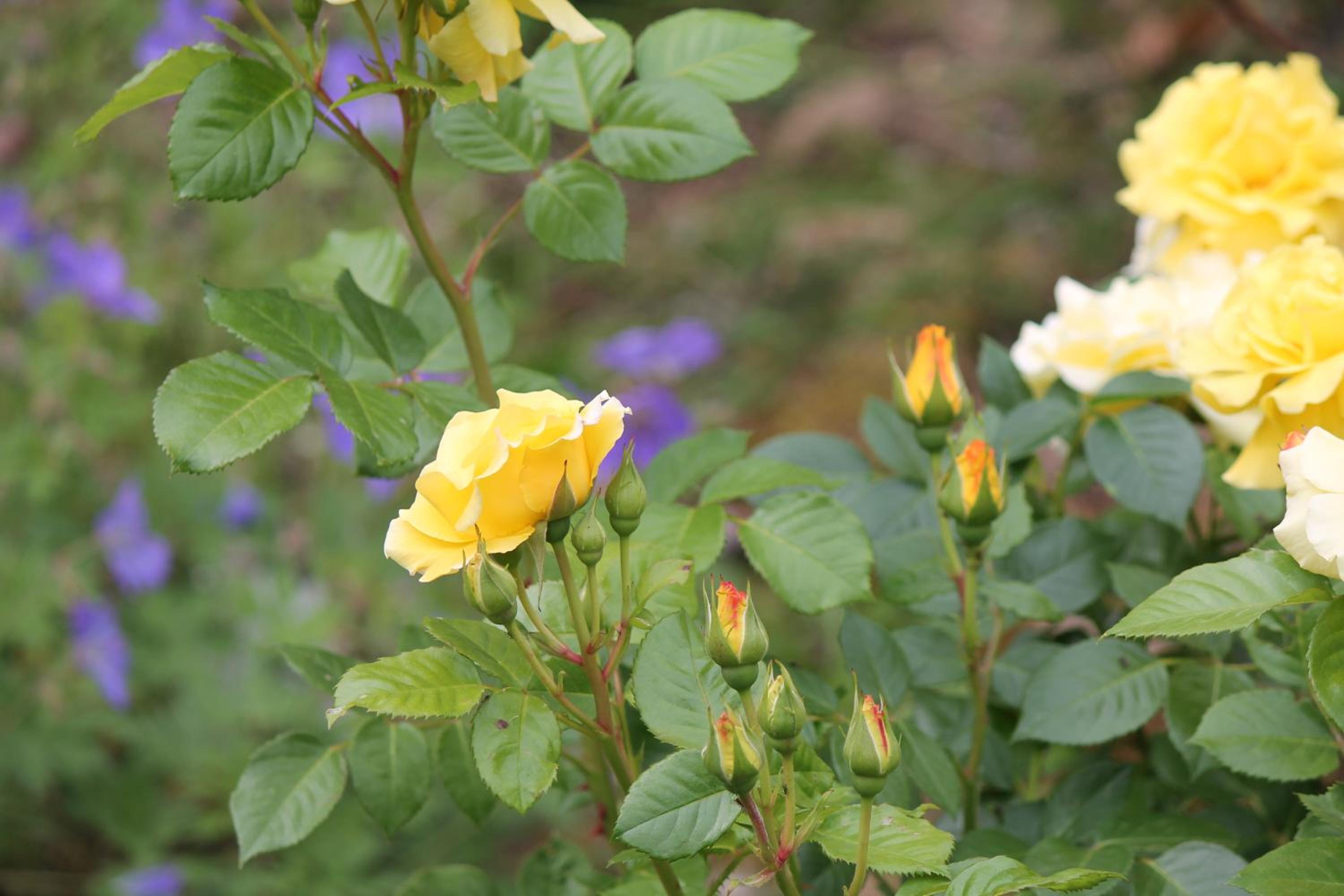 Photo 27