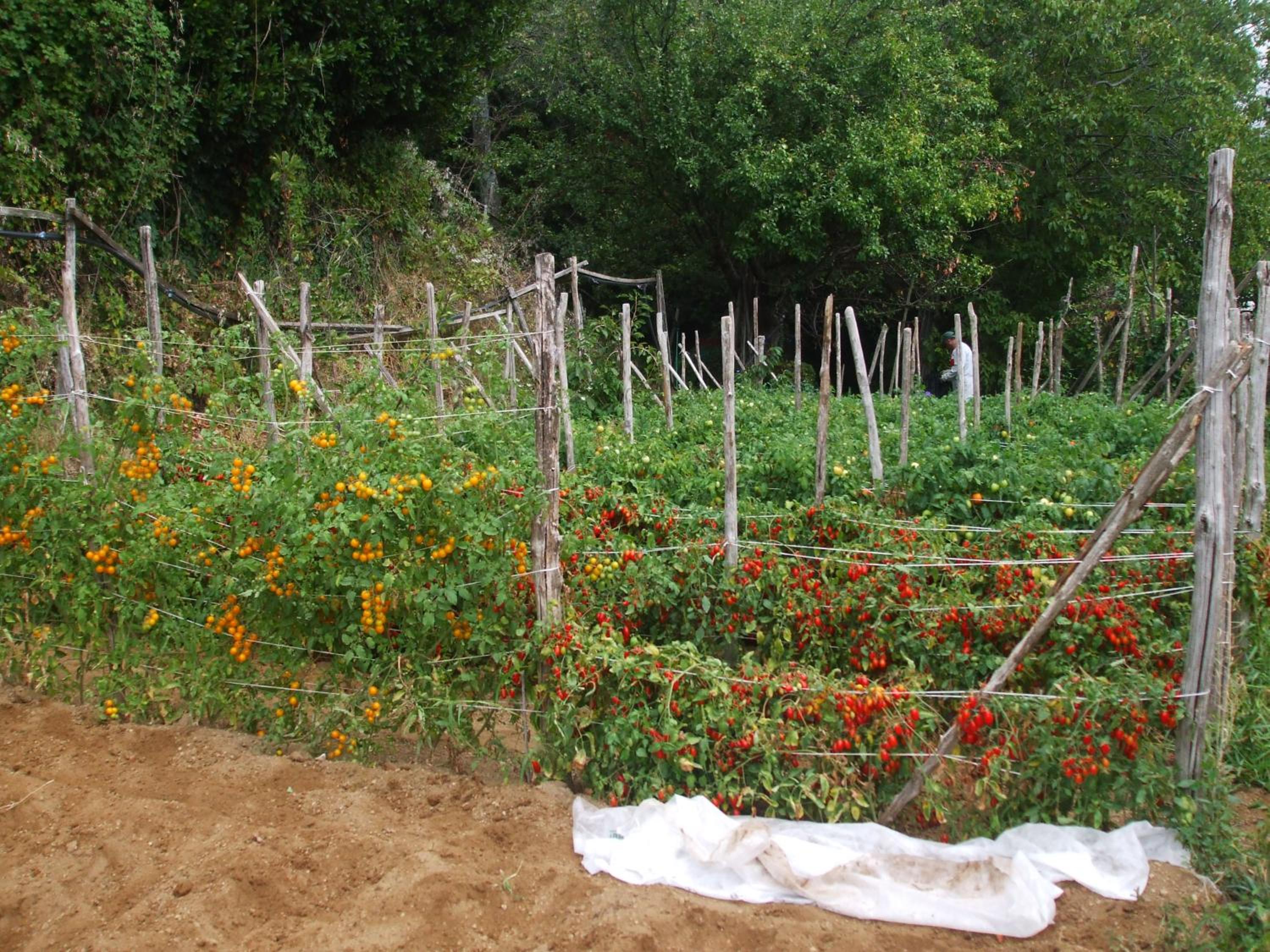 Agriturismo Nonno Tobia