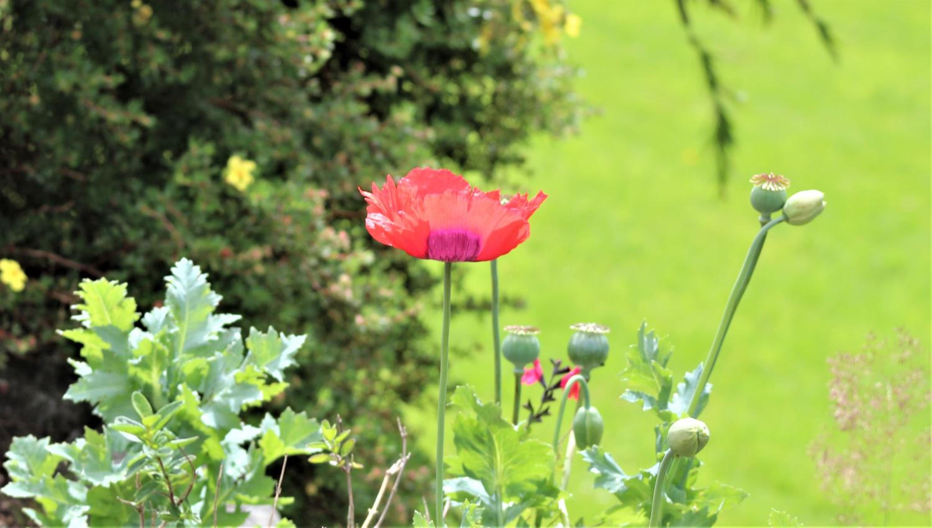 Photo 42