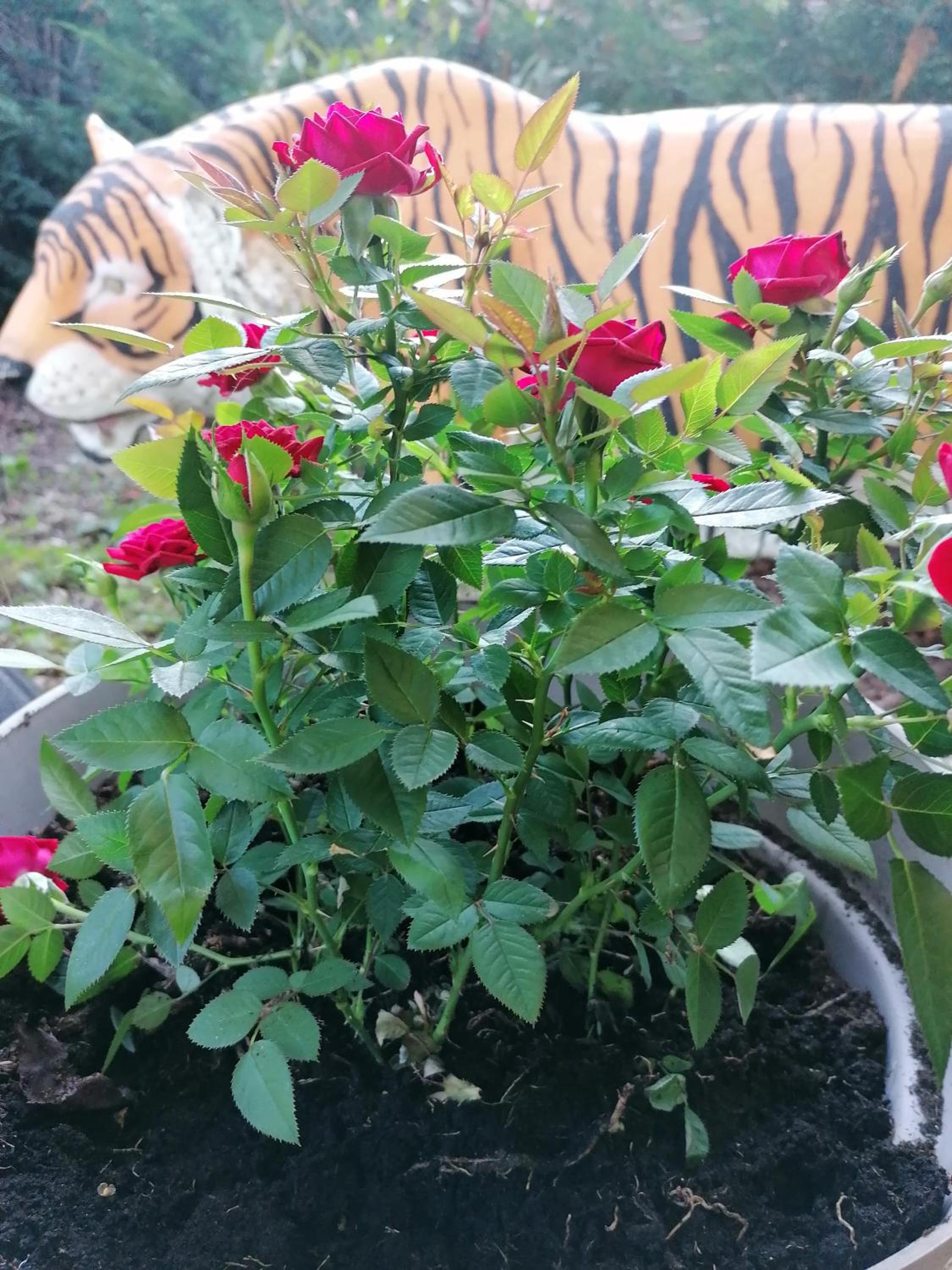 Photo 46