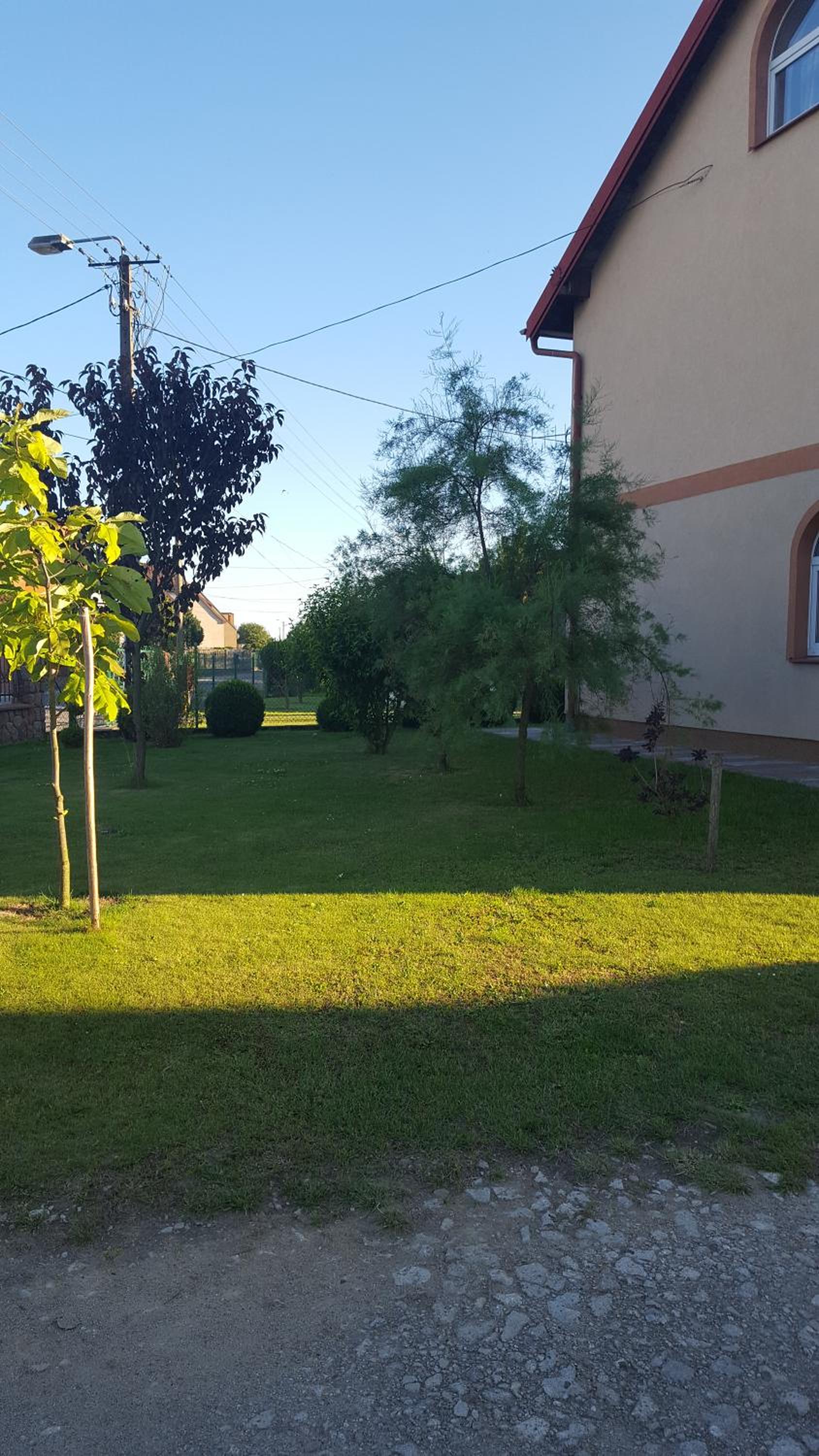 Róża