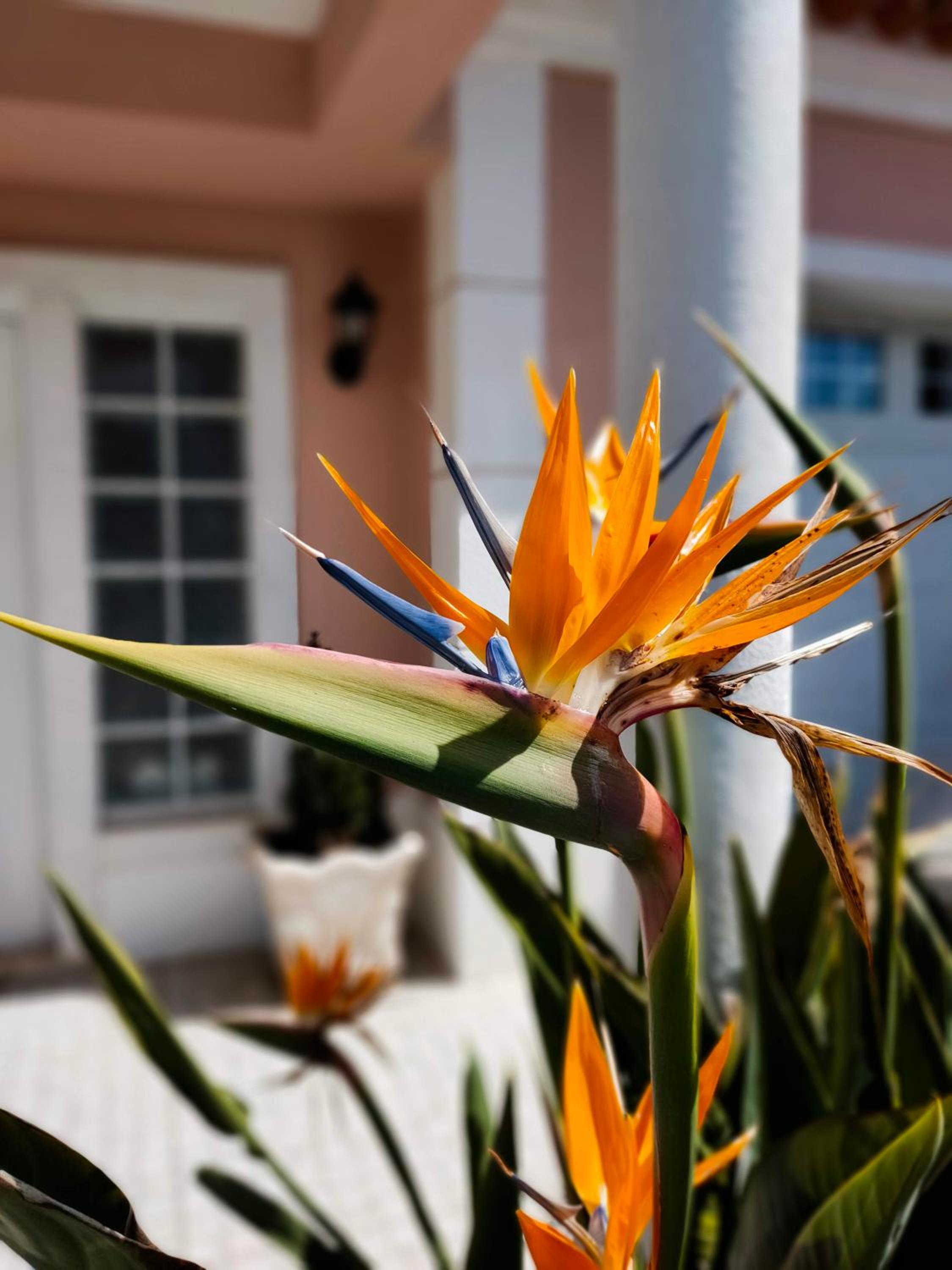 Villa Shardana B&B