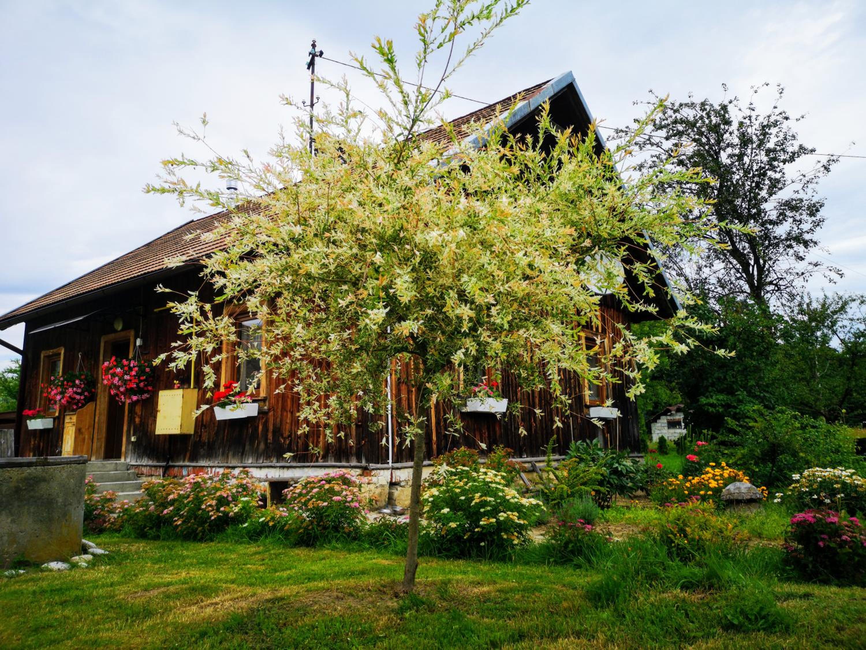 Photo 43