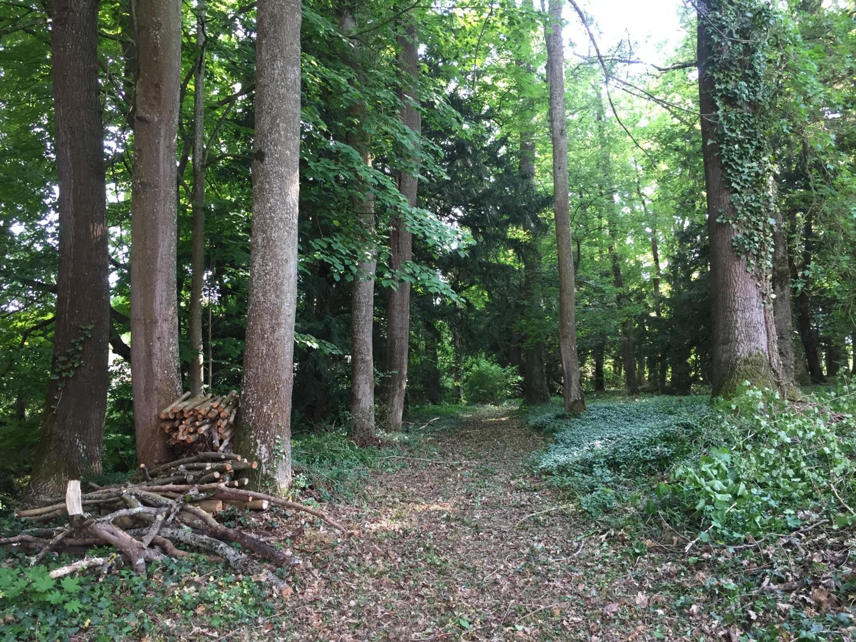 Photo 4