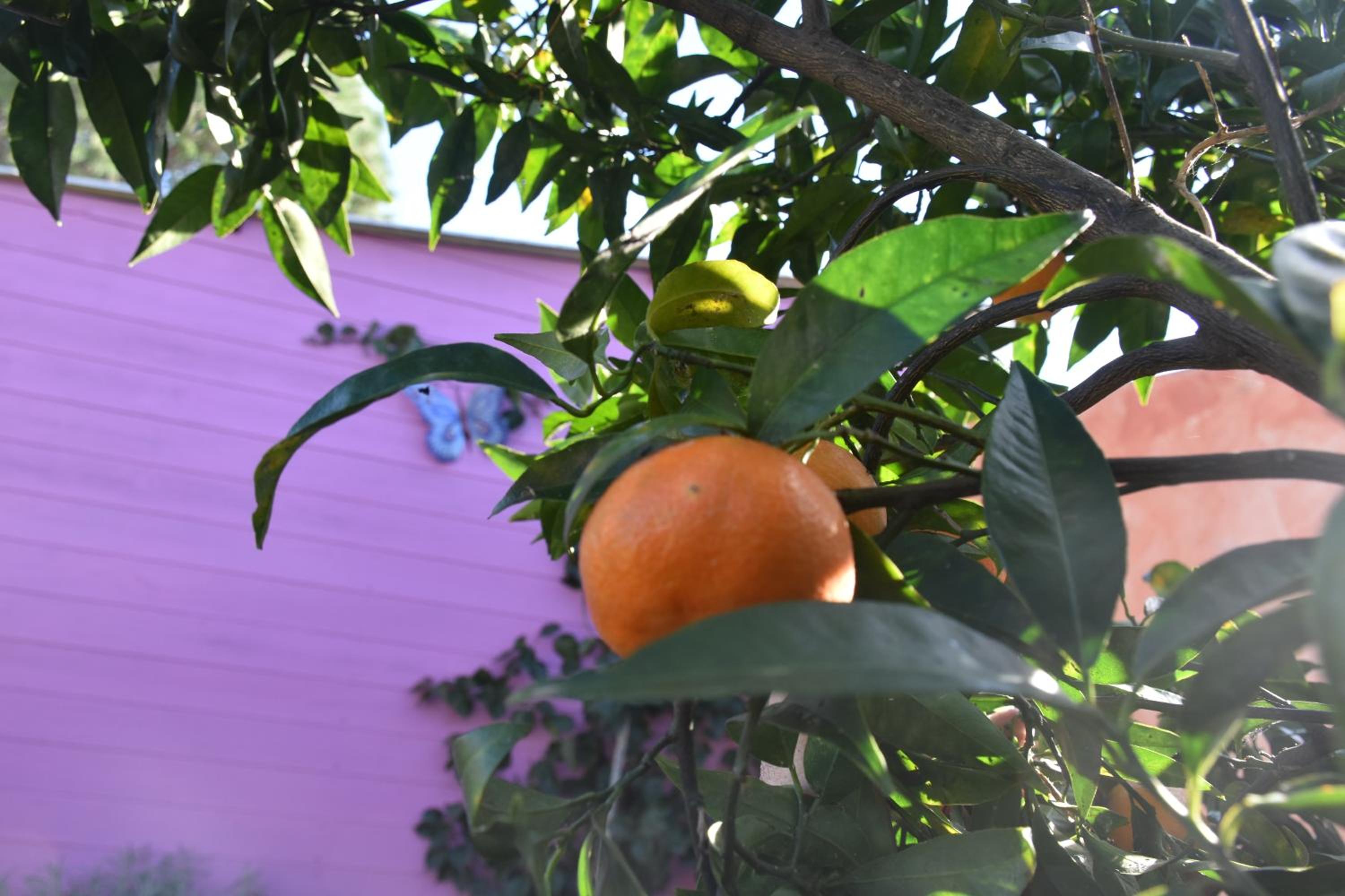 Photo 49