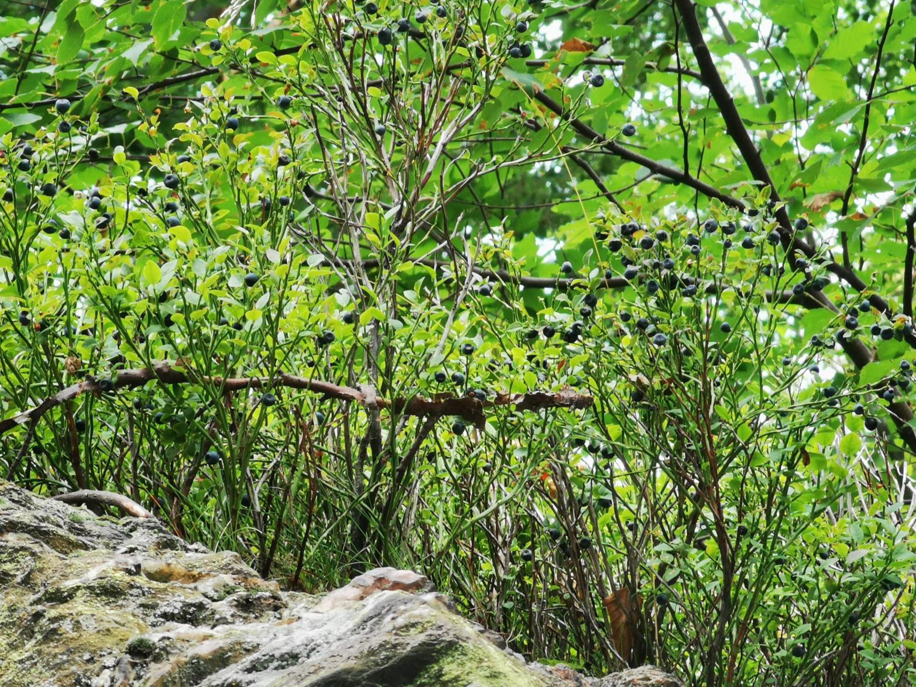 Photo 43