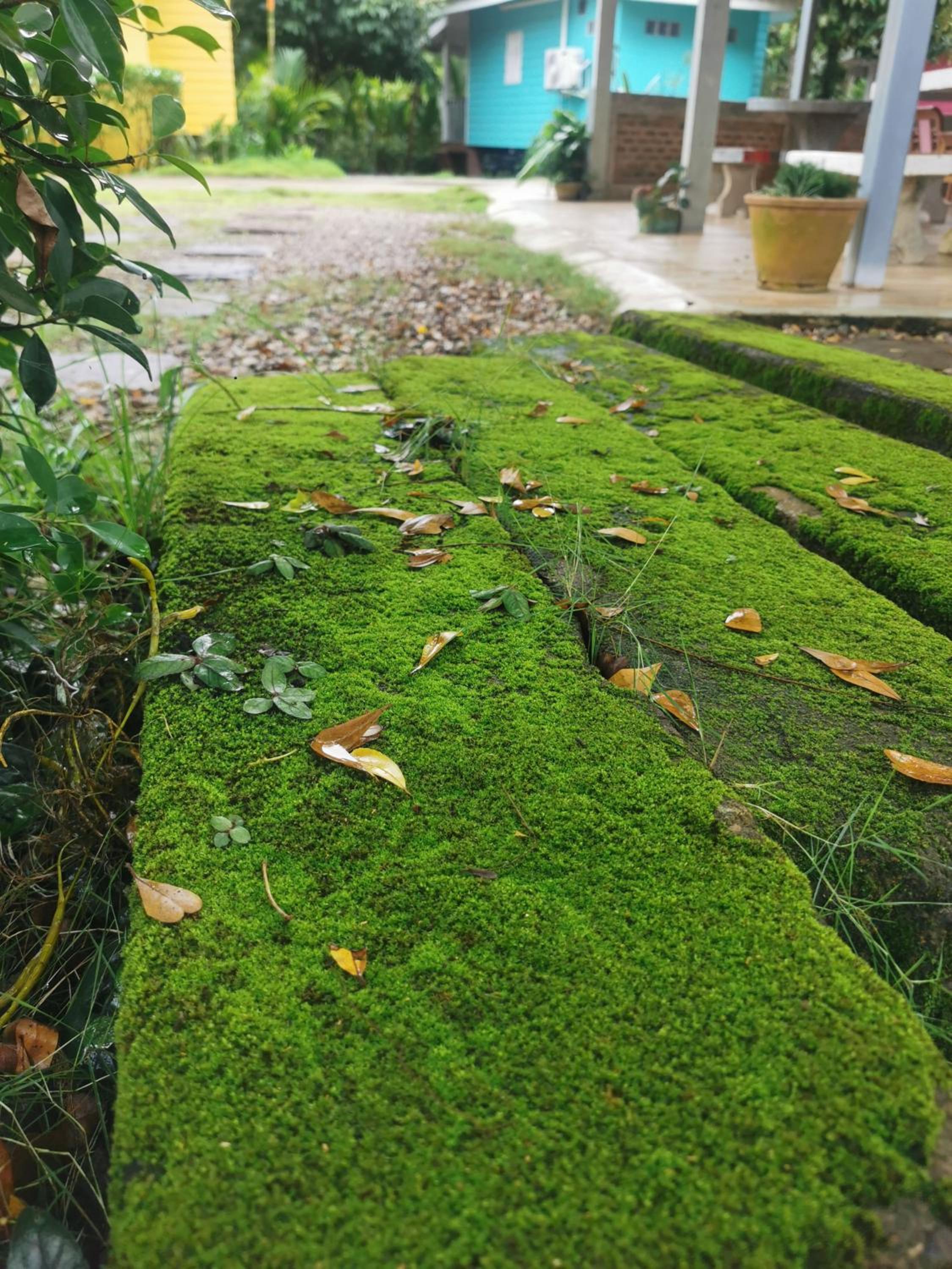 garden