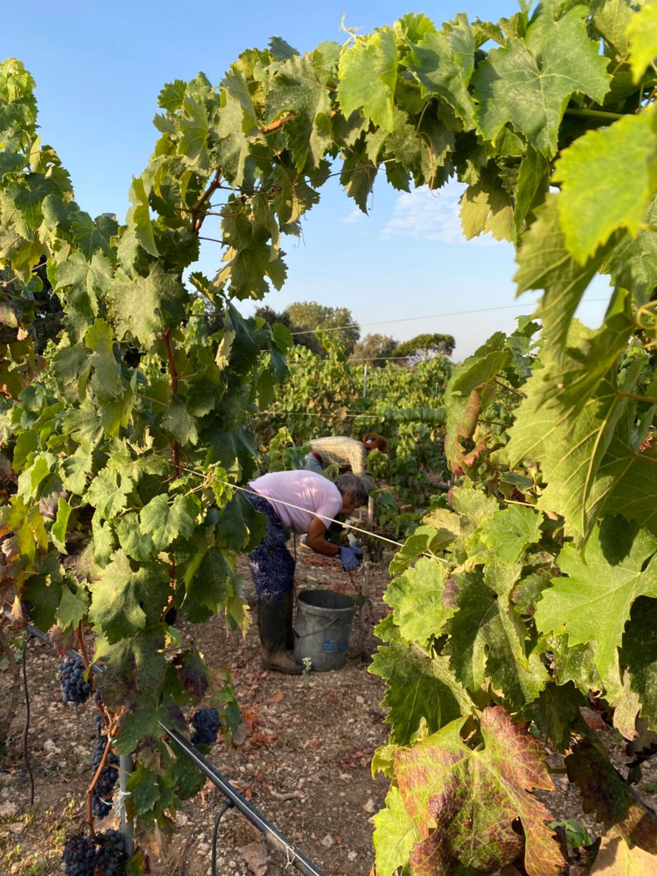 Masseria Li Capperi