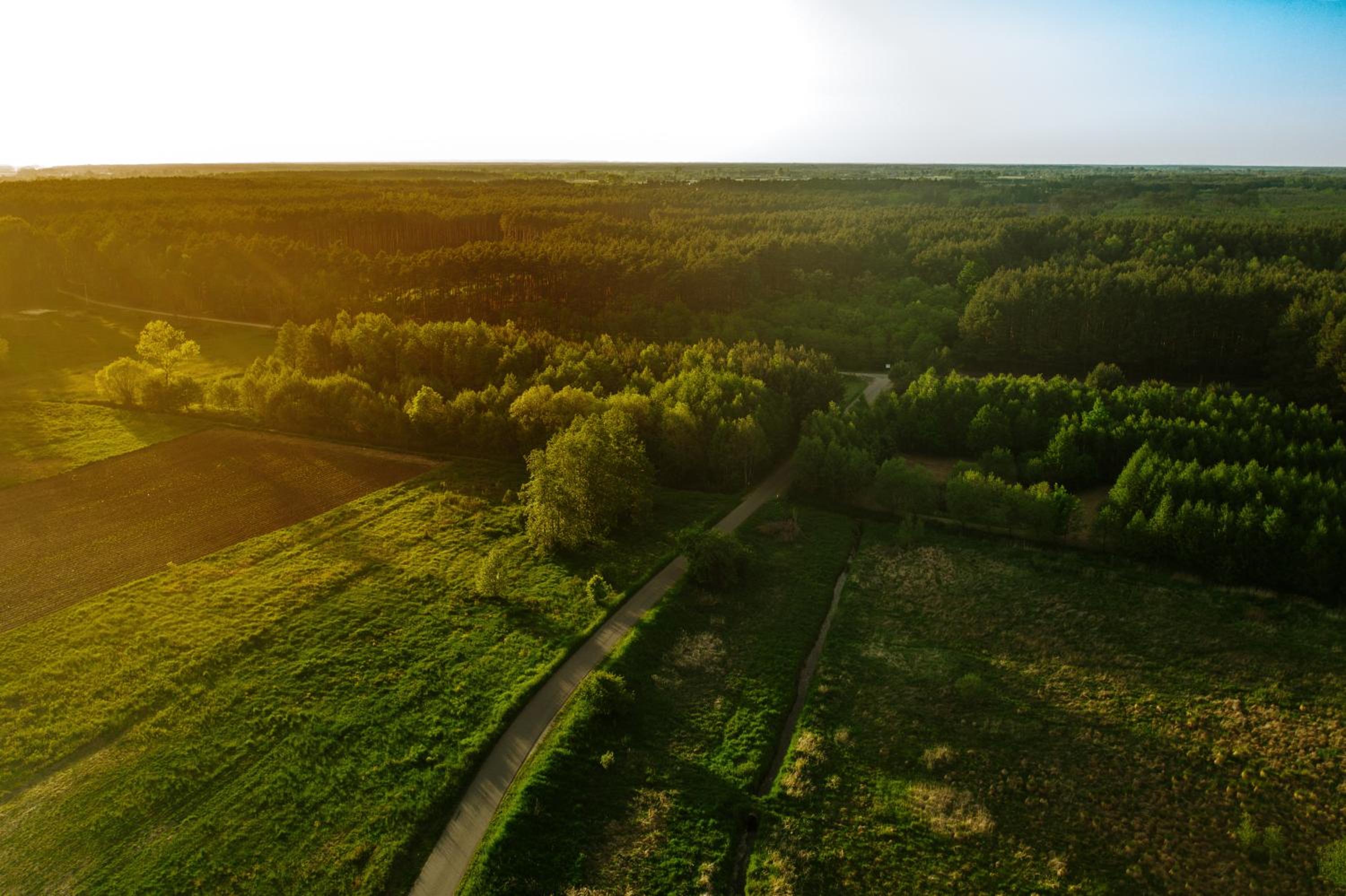 POD DĘBEM