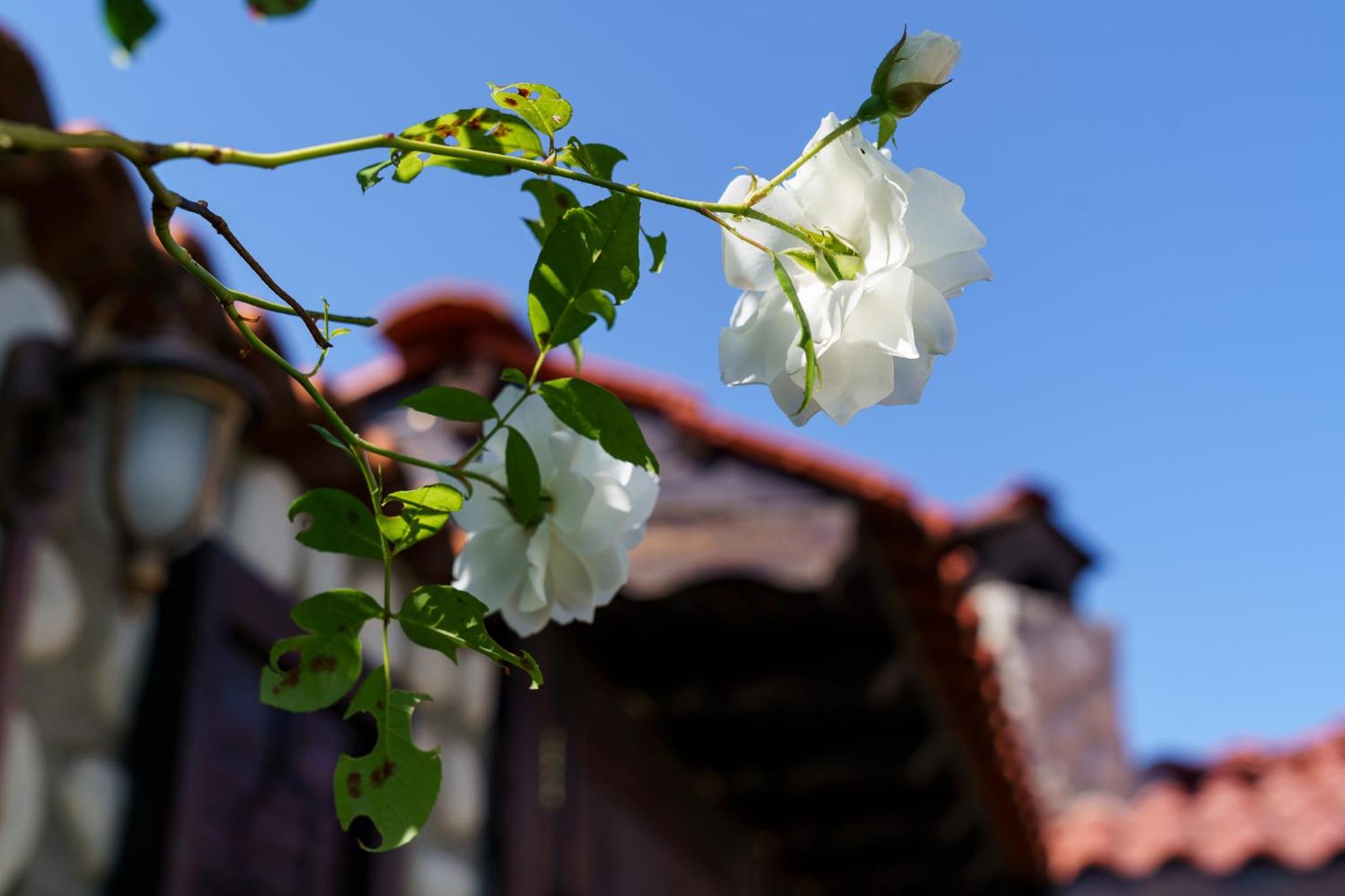 Guest House Tommy Bansko - Bachevo
