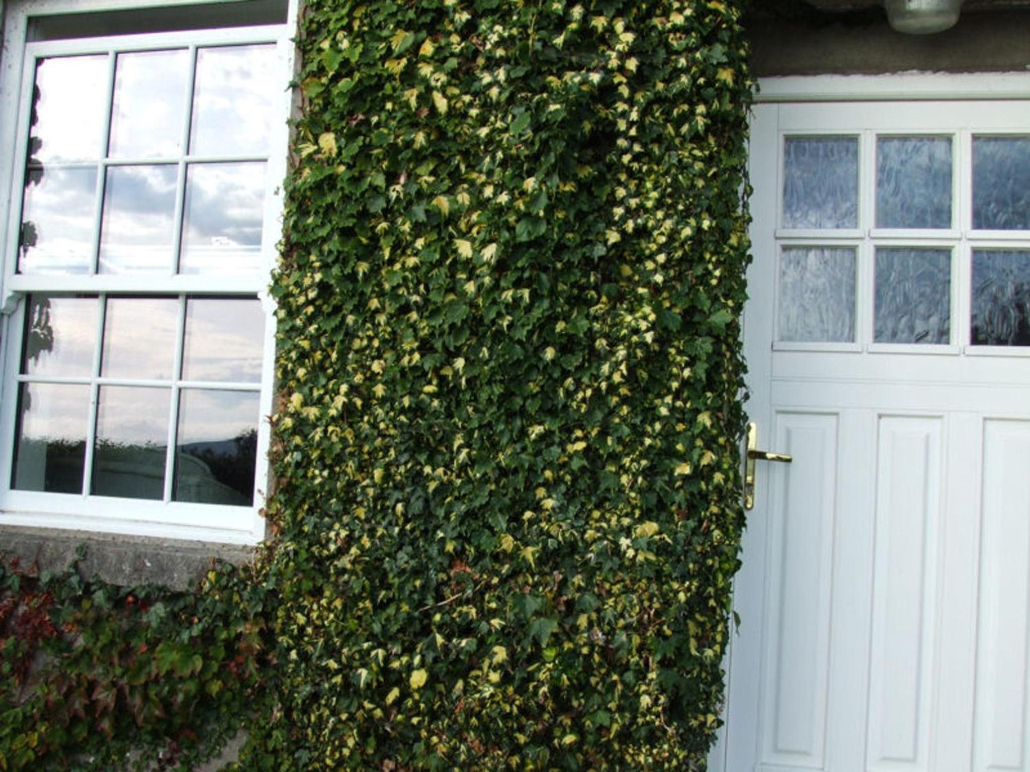 Ivy House Holiday Home view 2
