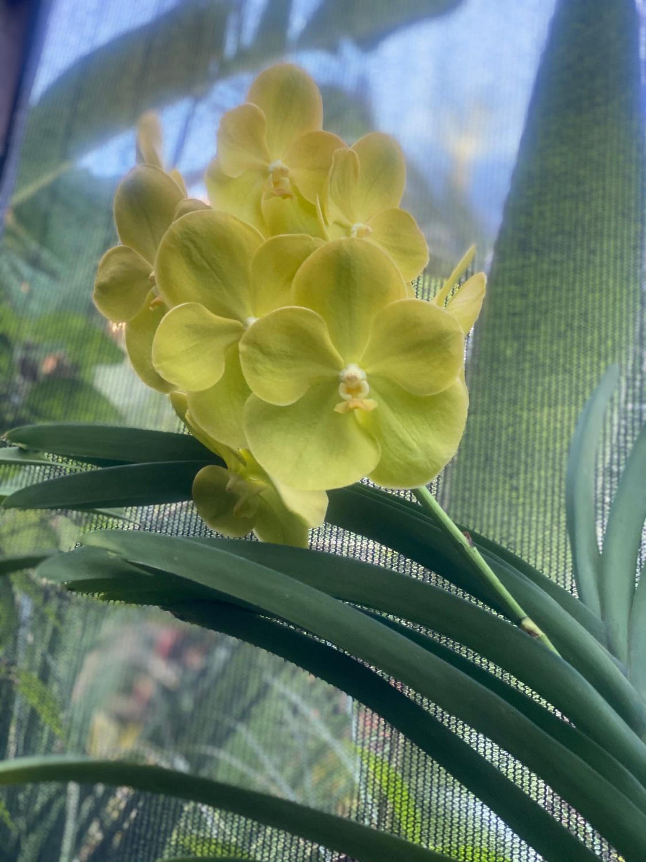 Orquídea Café
