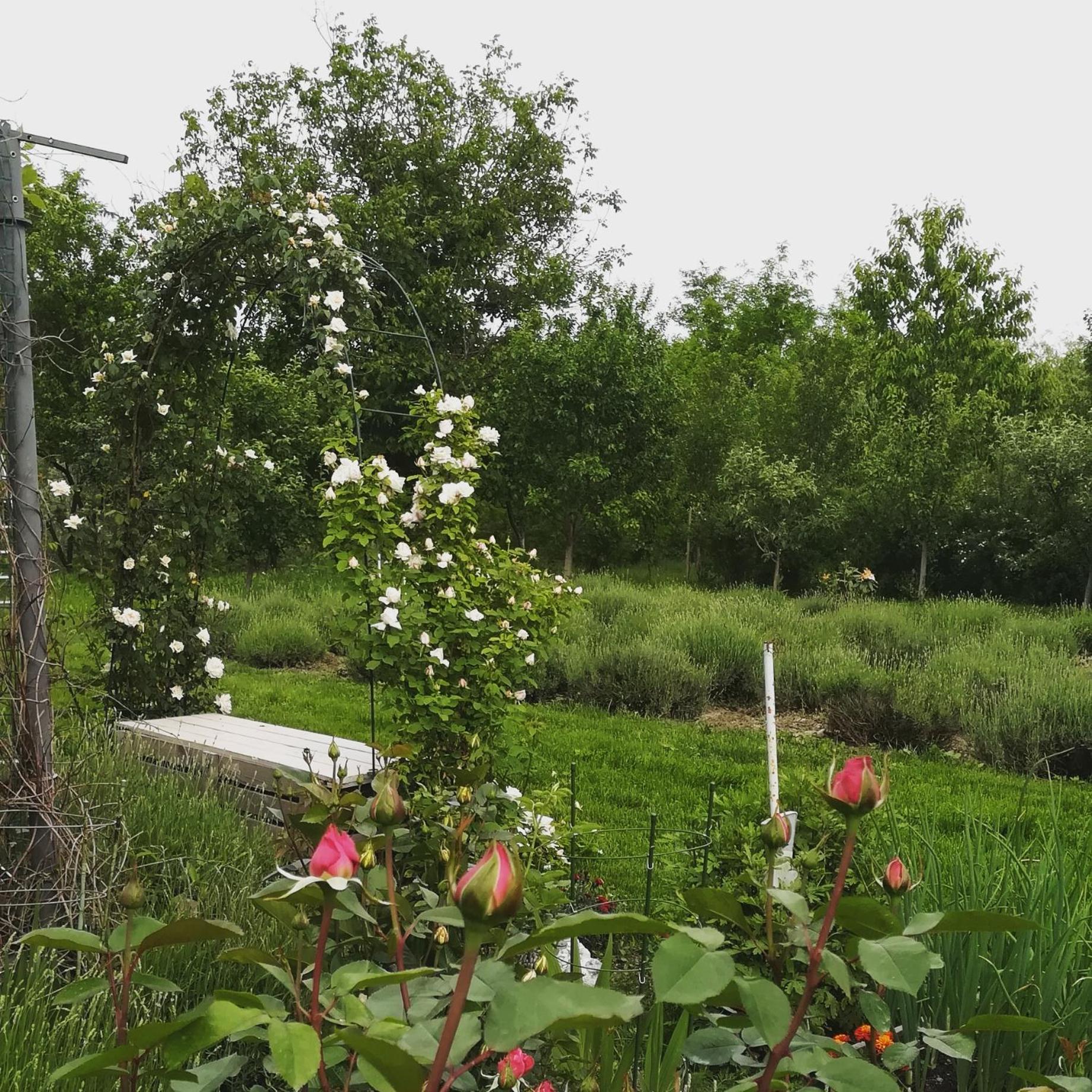 Lavander Garden Camping view 4