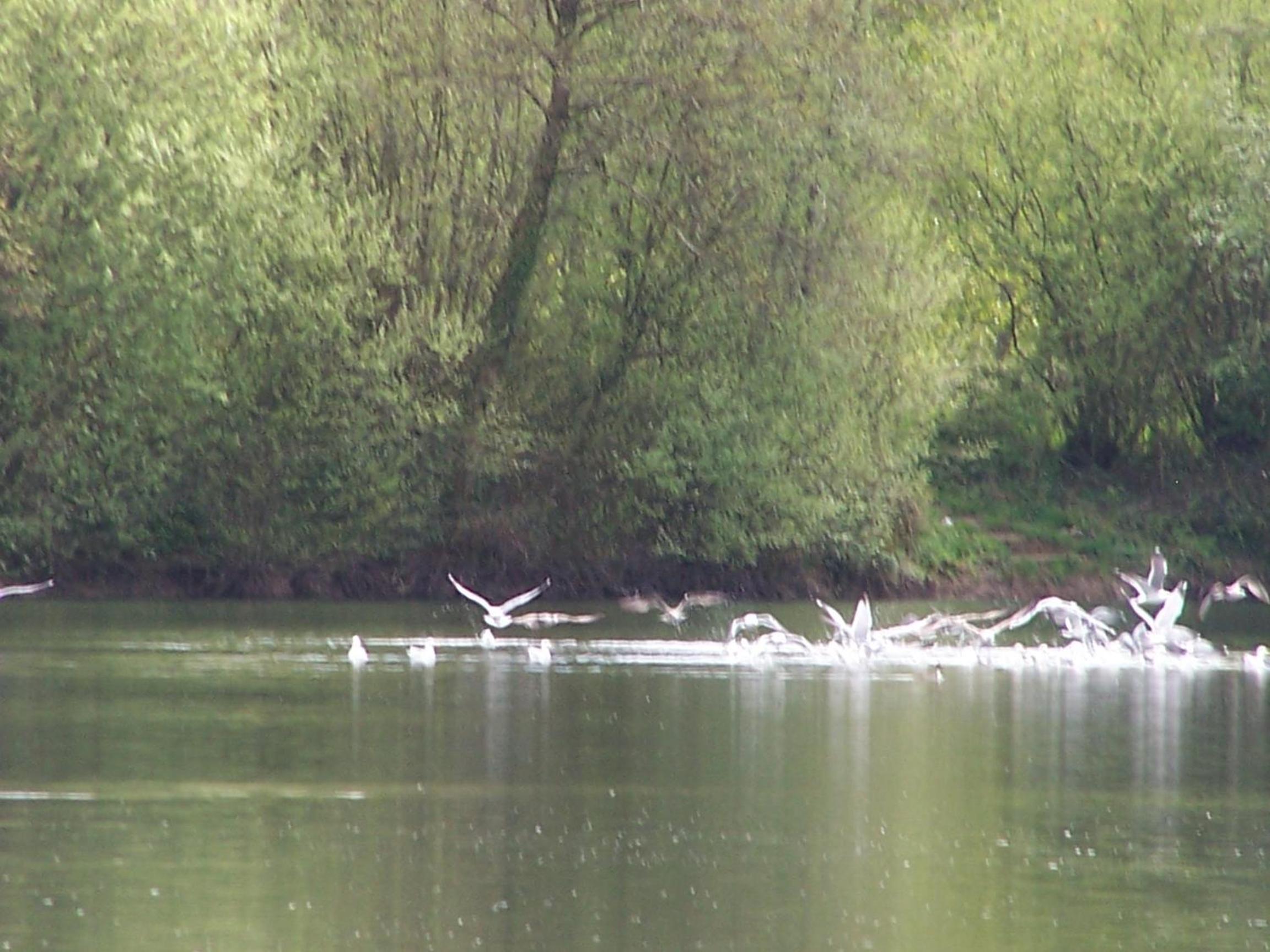 Le Vieux Chien Noir view 5