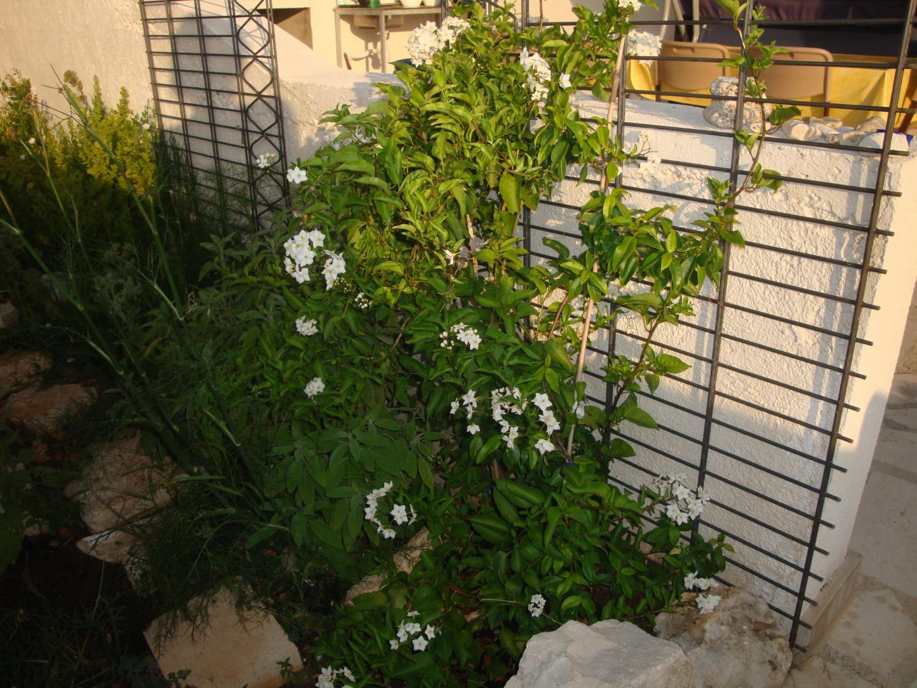 Photo 42