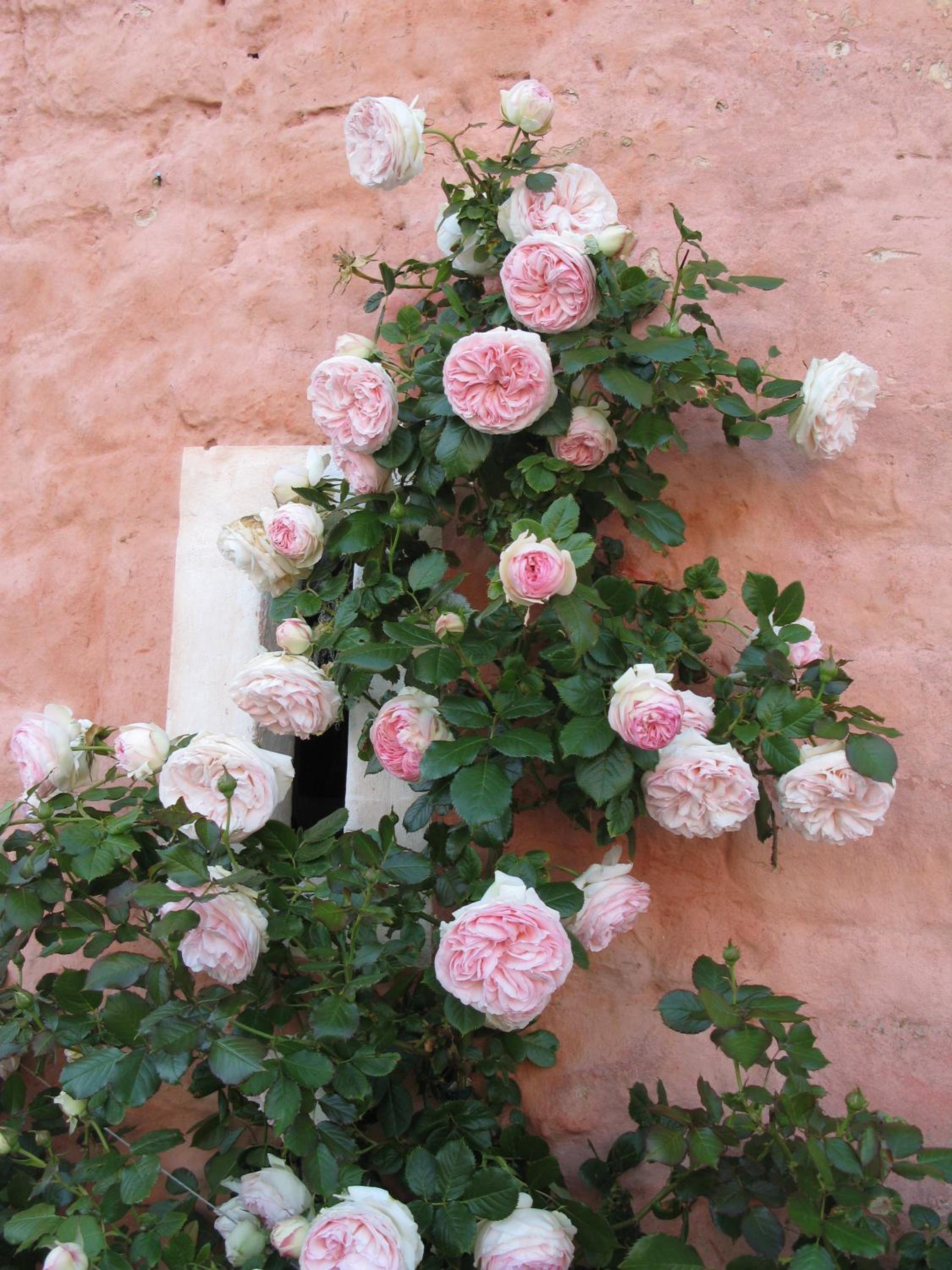 Gîte de la Ferme Rose