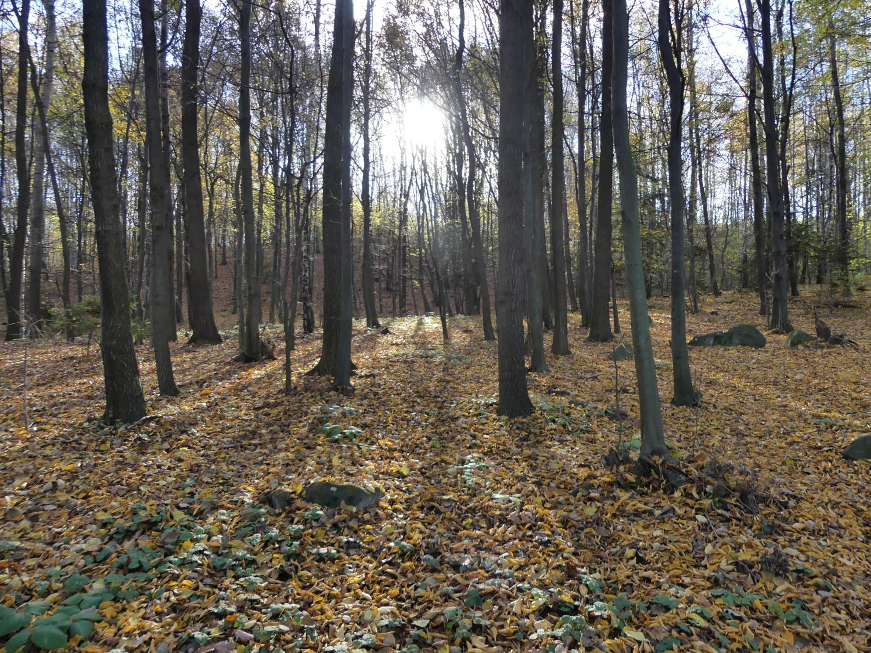 Jeżynowy Domek - Sulistrowice