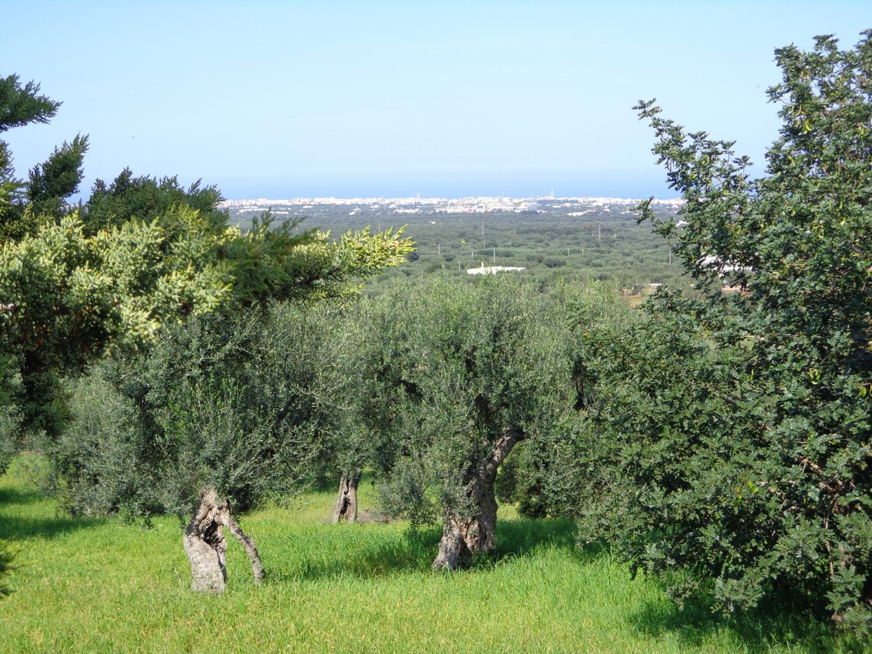 Alla Panoramica