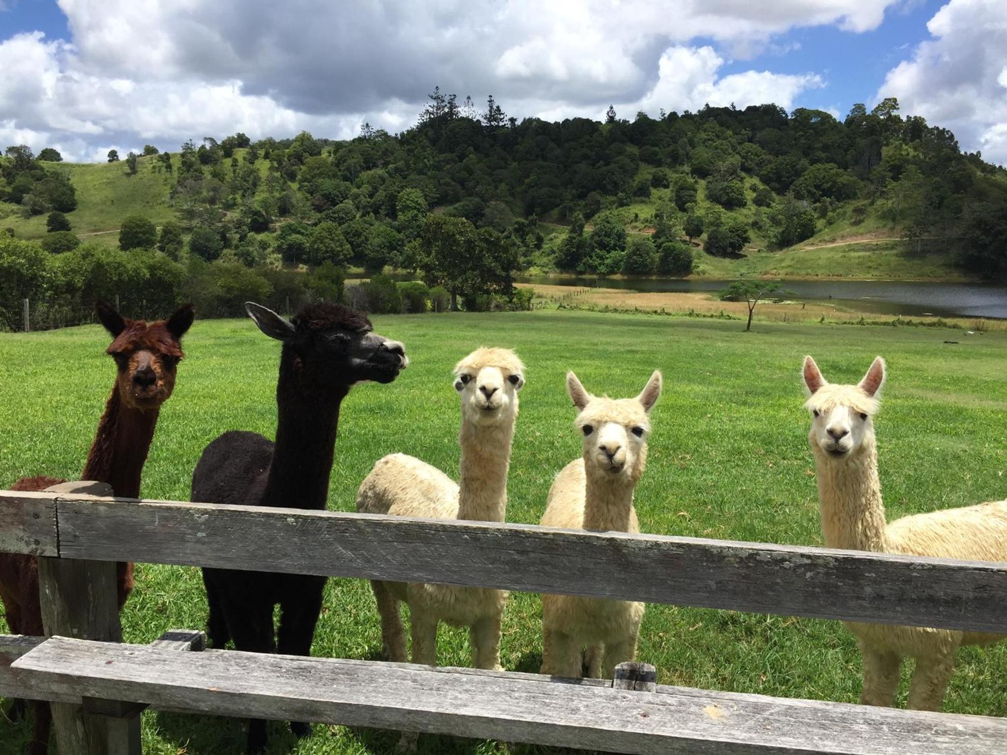 CedarBrae Country Stay - Property Image 2