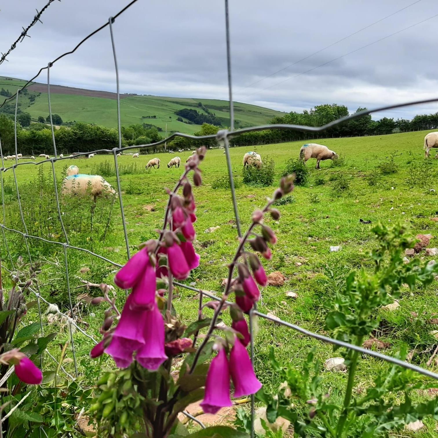Foxglove Accommodation