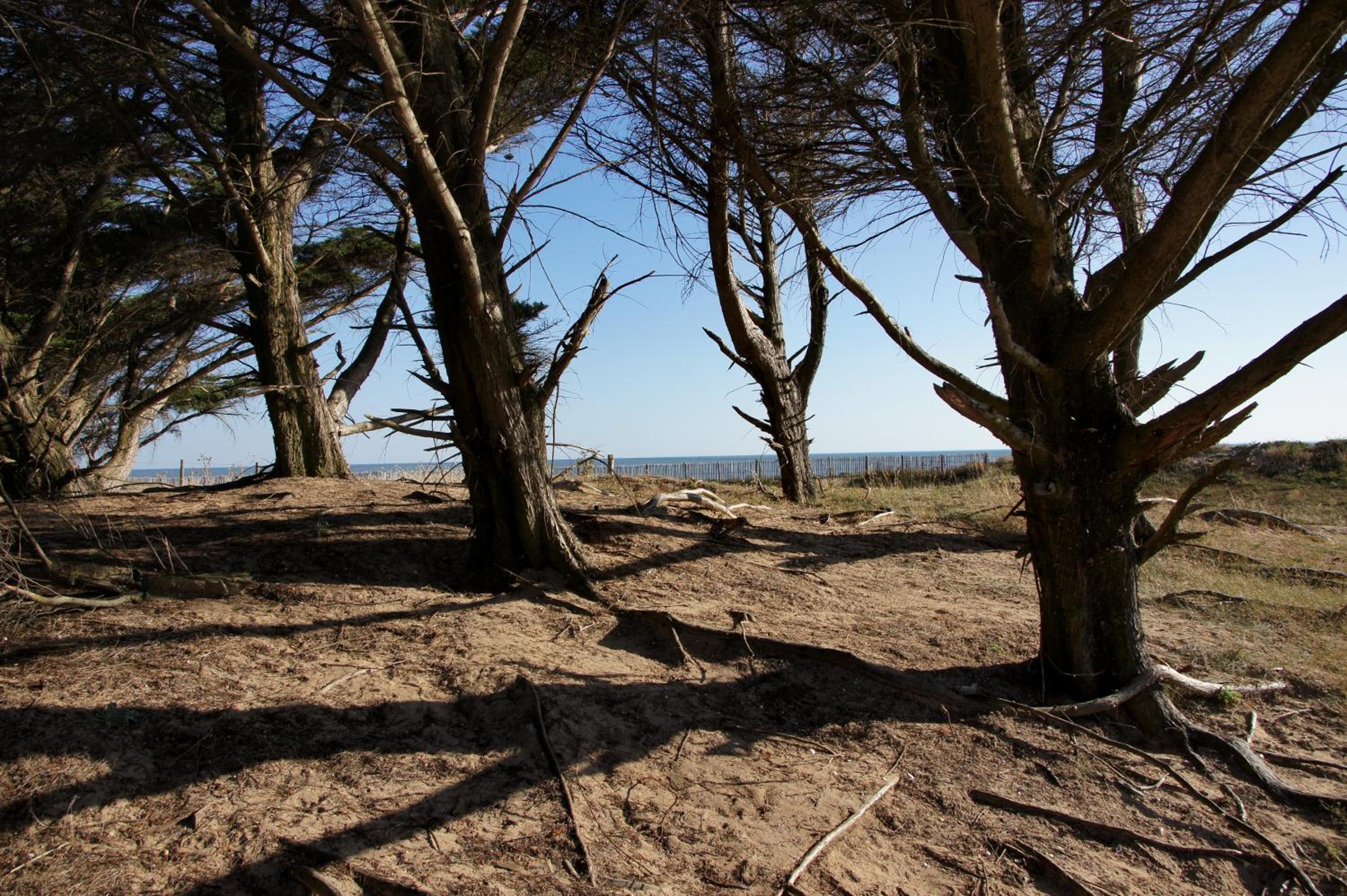 Camping La Forêt