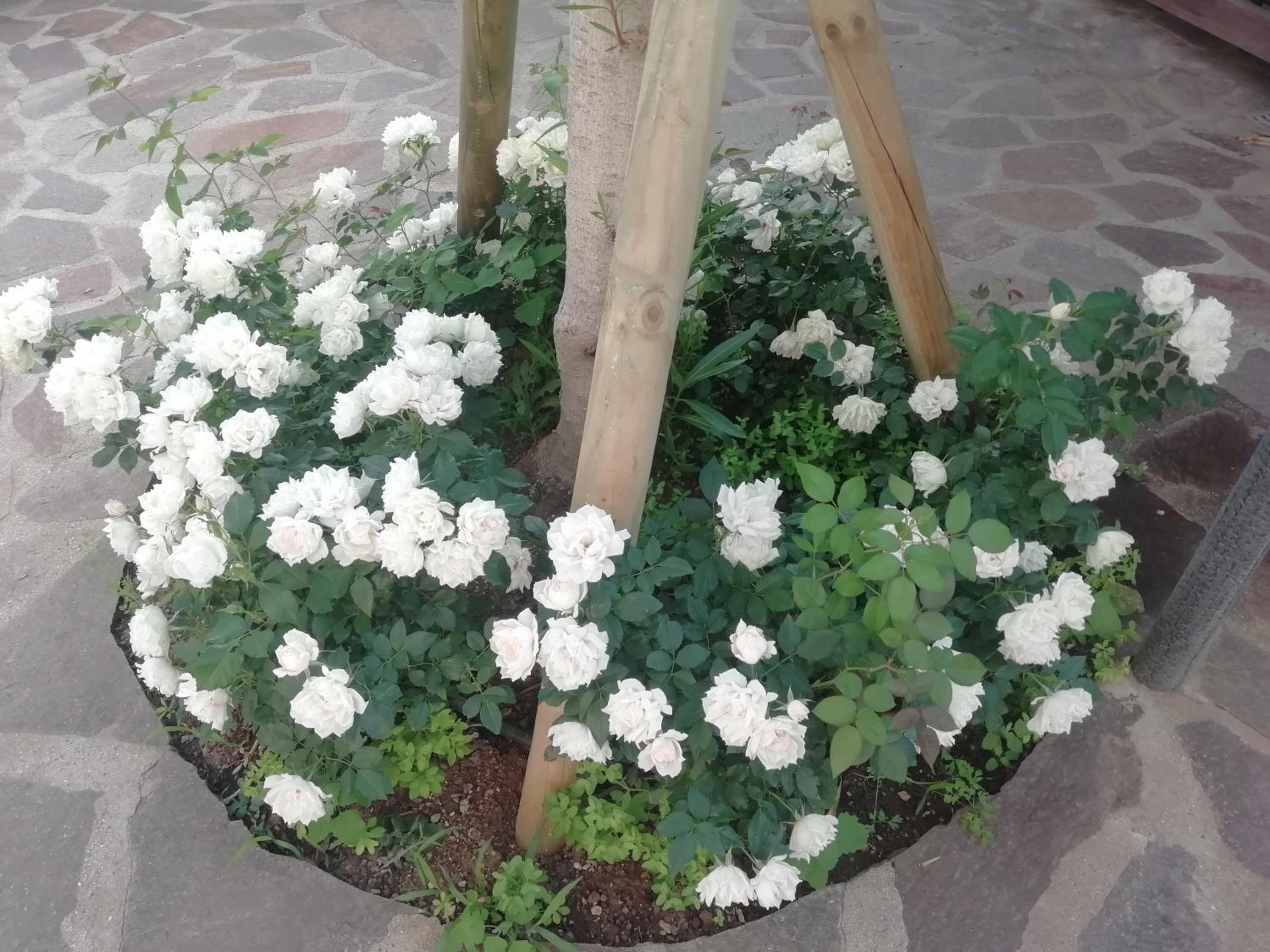 Photo 51