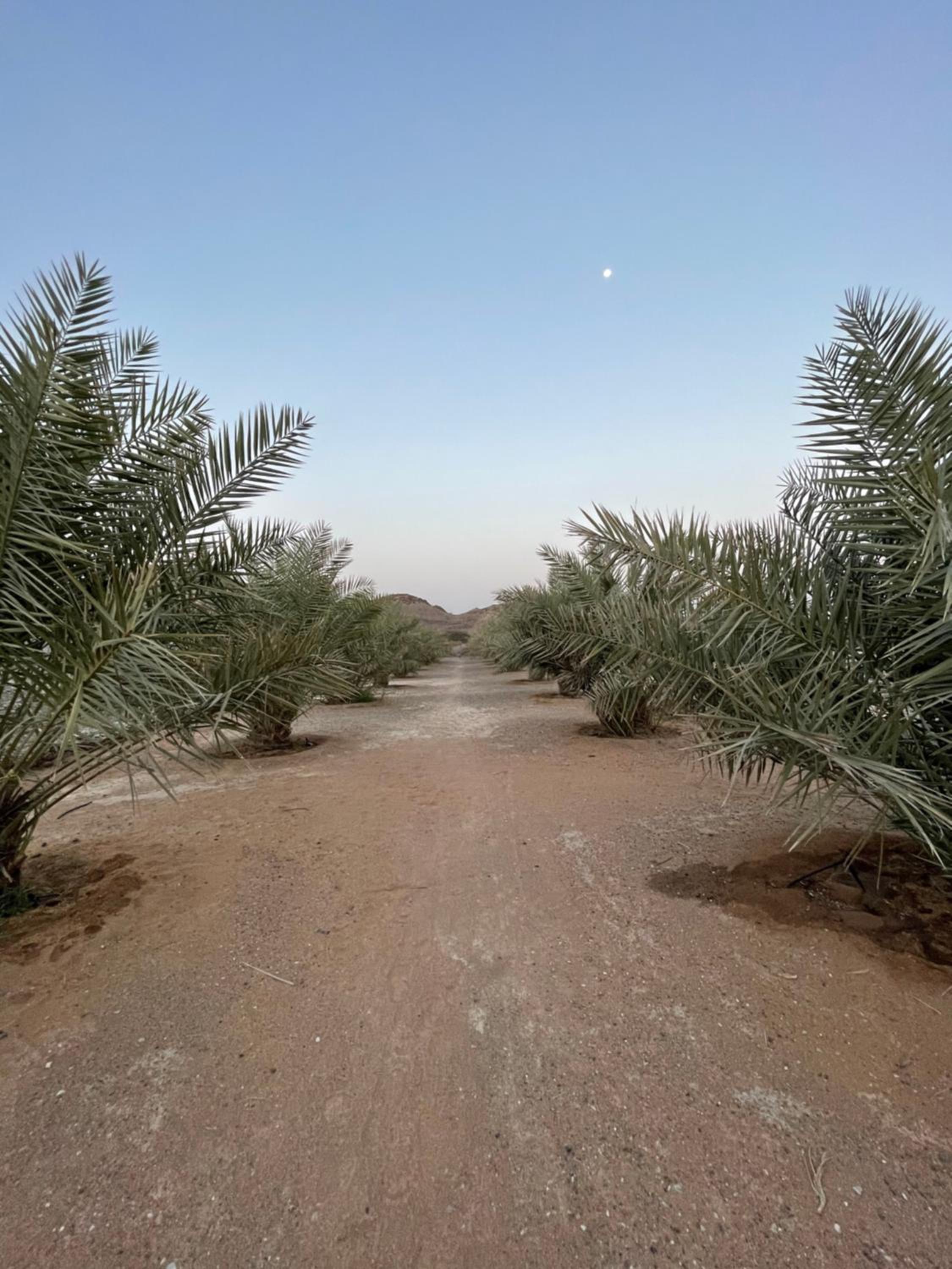 Alreef Farm