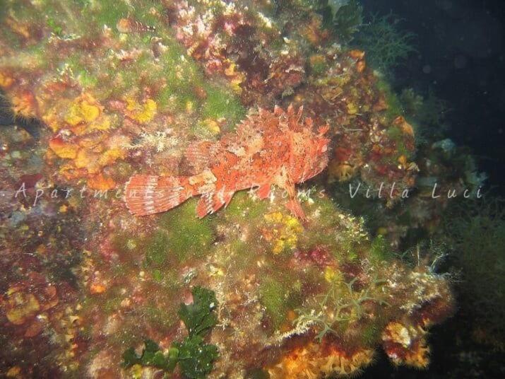 Photo 49