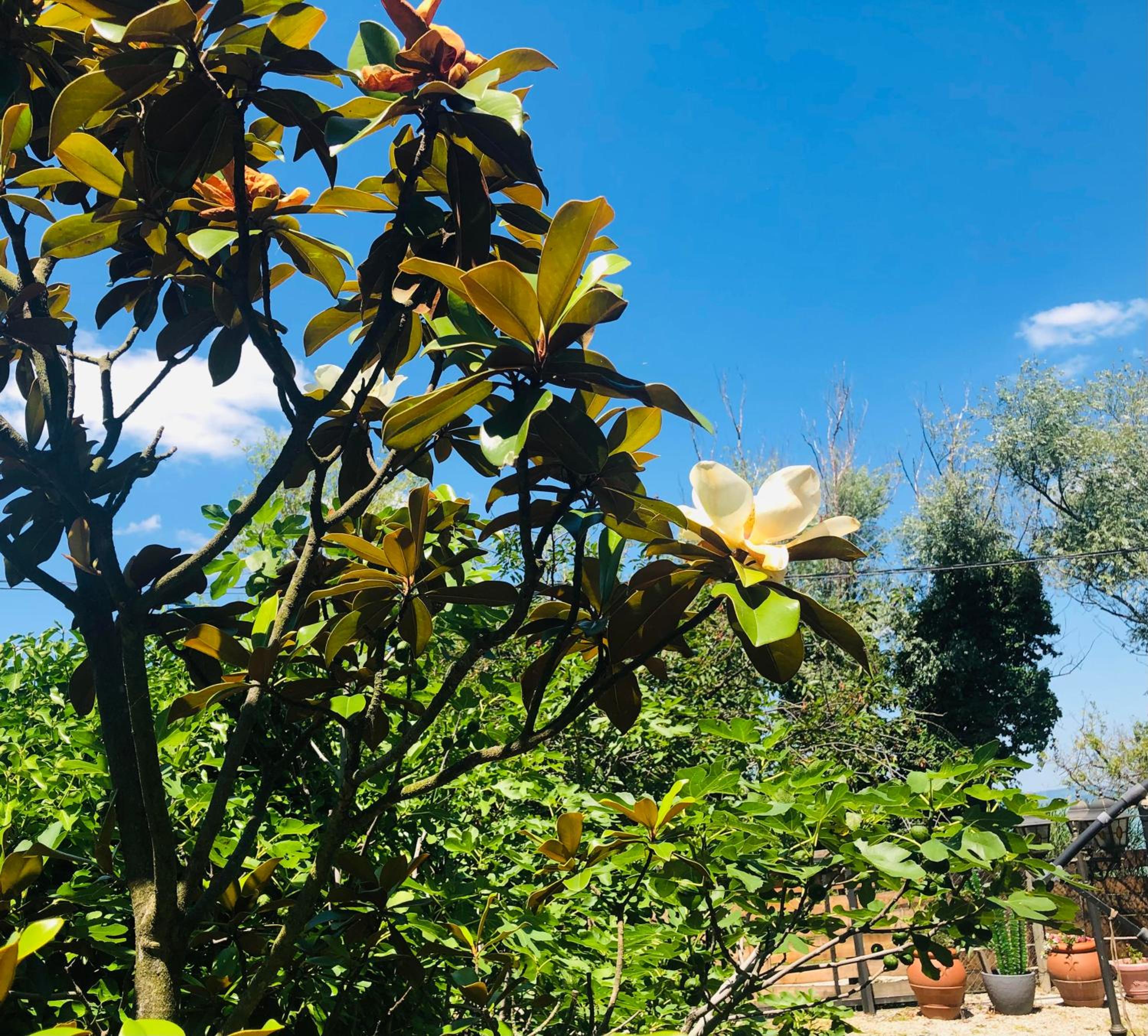 Bella Garden view 3