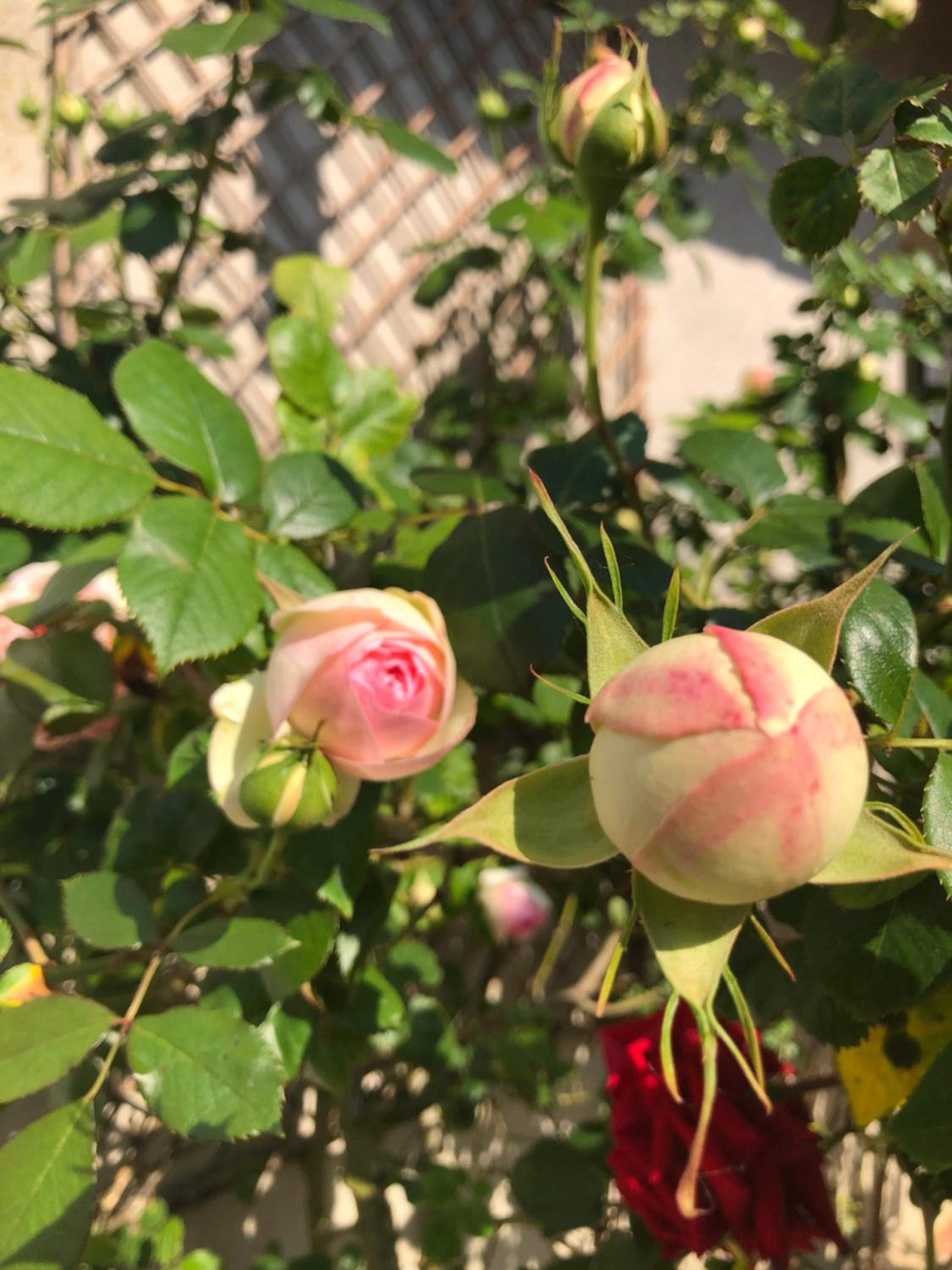 Le Chai De La Rose SPA et Séances Bien être, photo 42