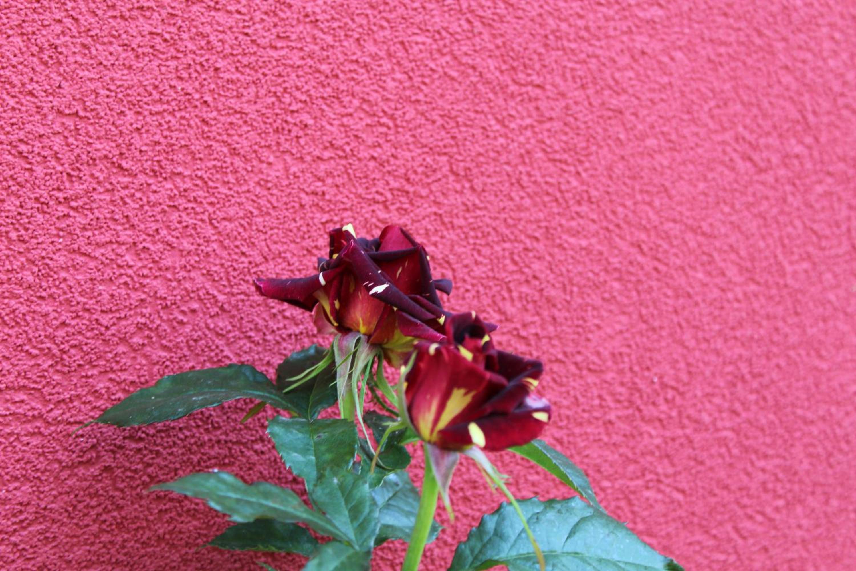 Guest House Bordo