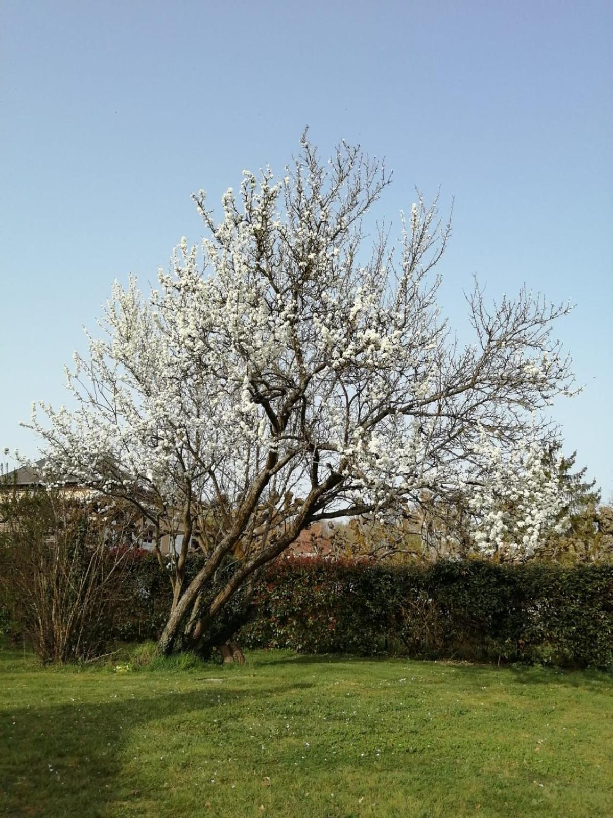 La Grenouillere