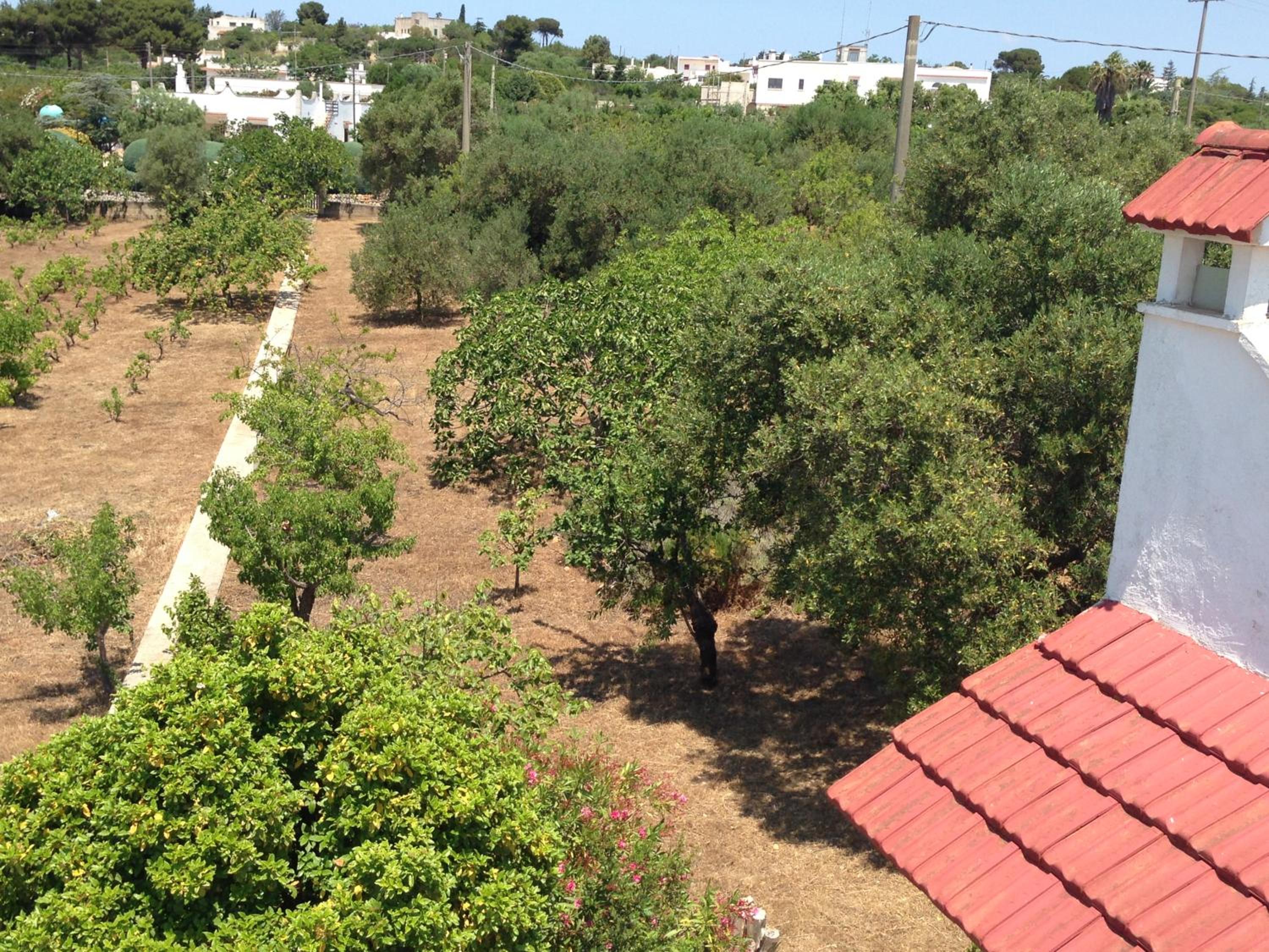 Magnificent villa close to the historic town of Ostuni and beaches photo 3