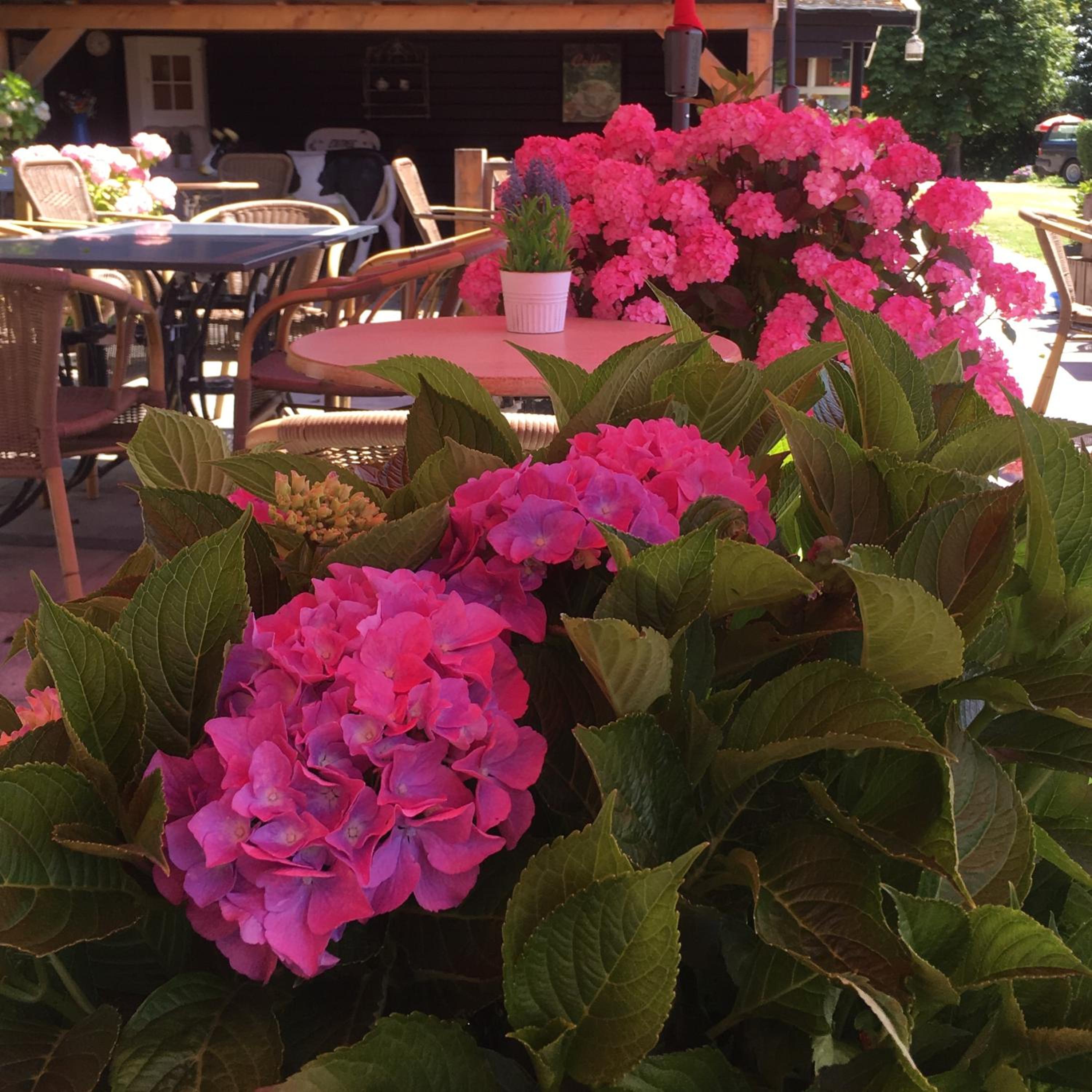 Chalet Plantlust