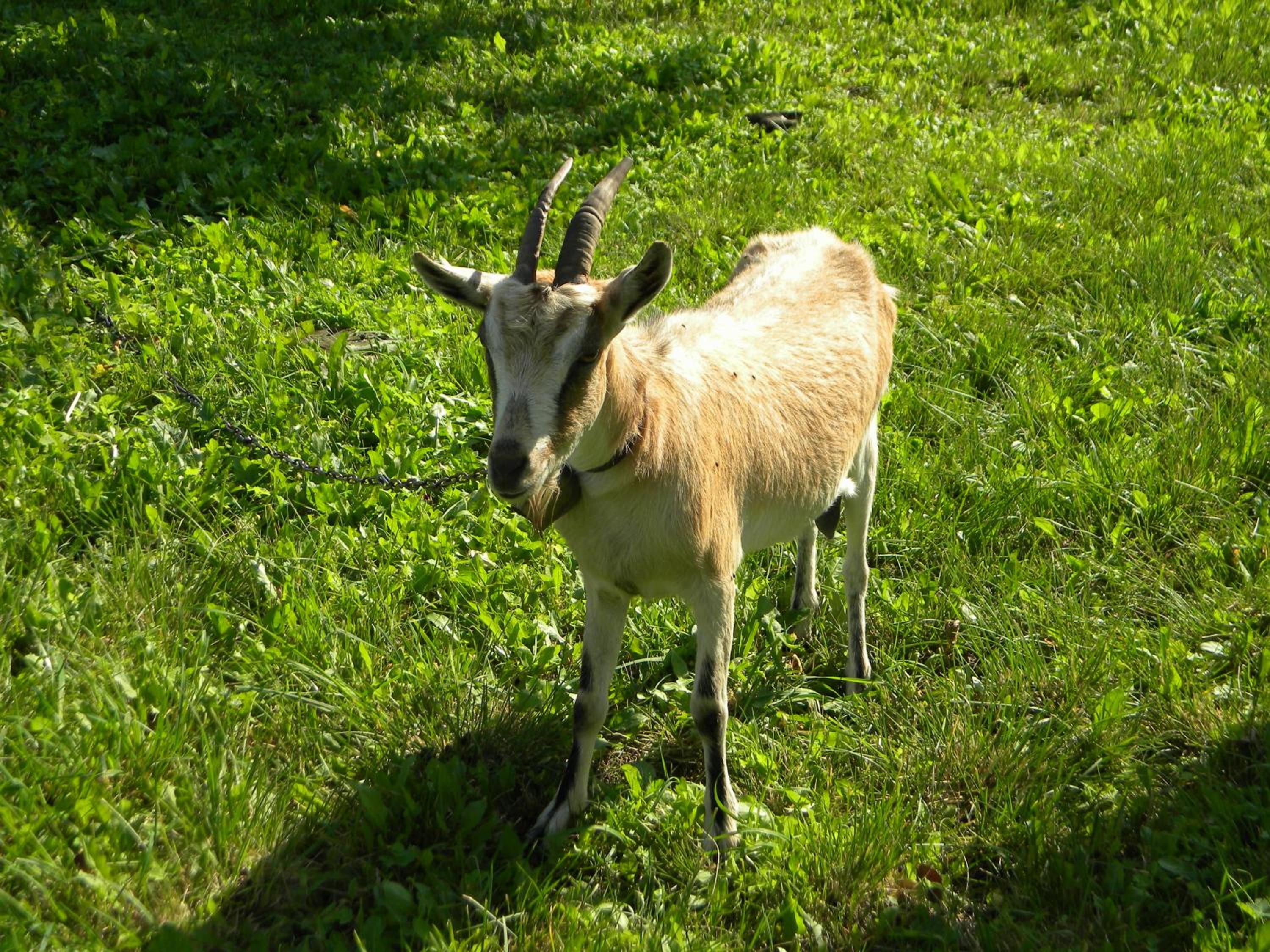 Photo 42
