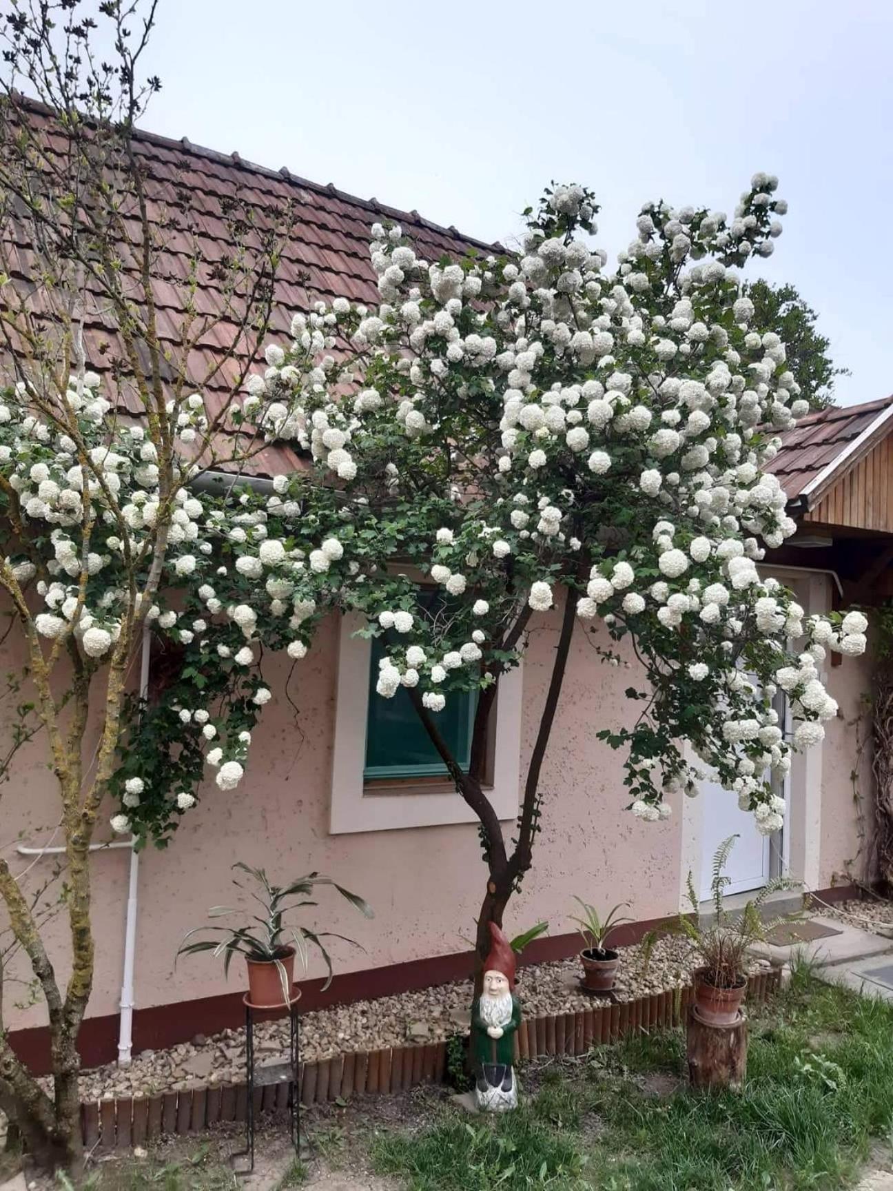 Guest House Rózsakert