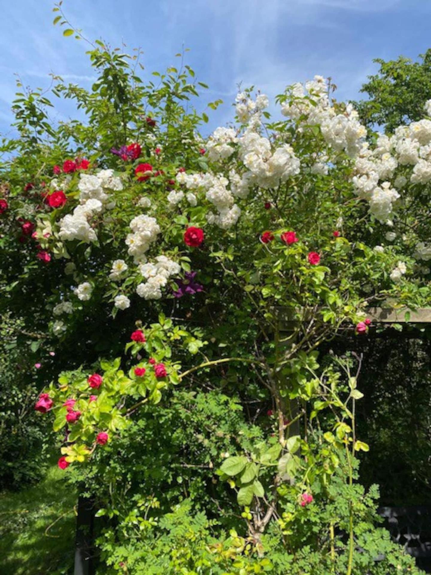 Photo 21