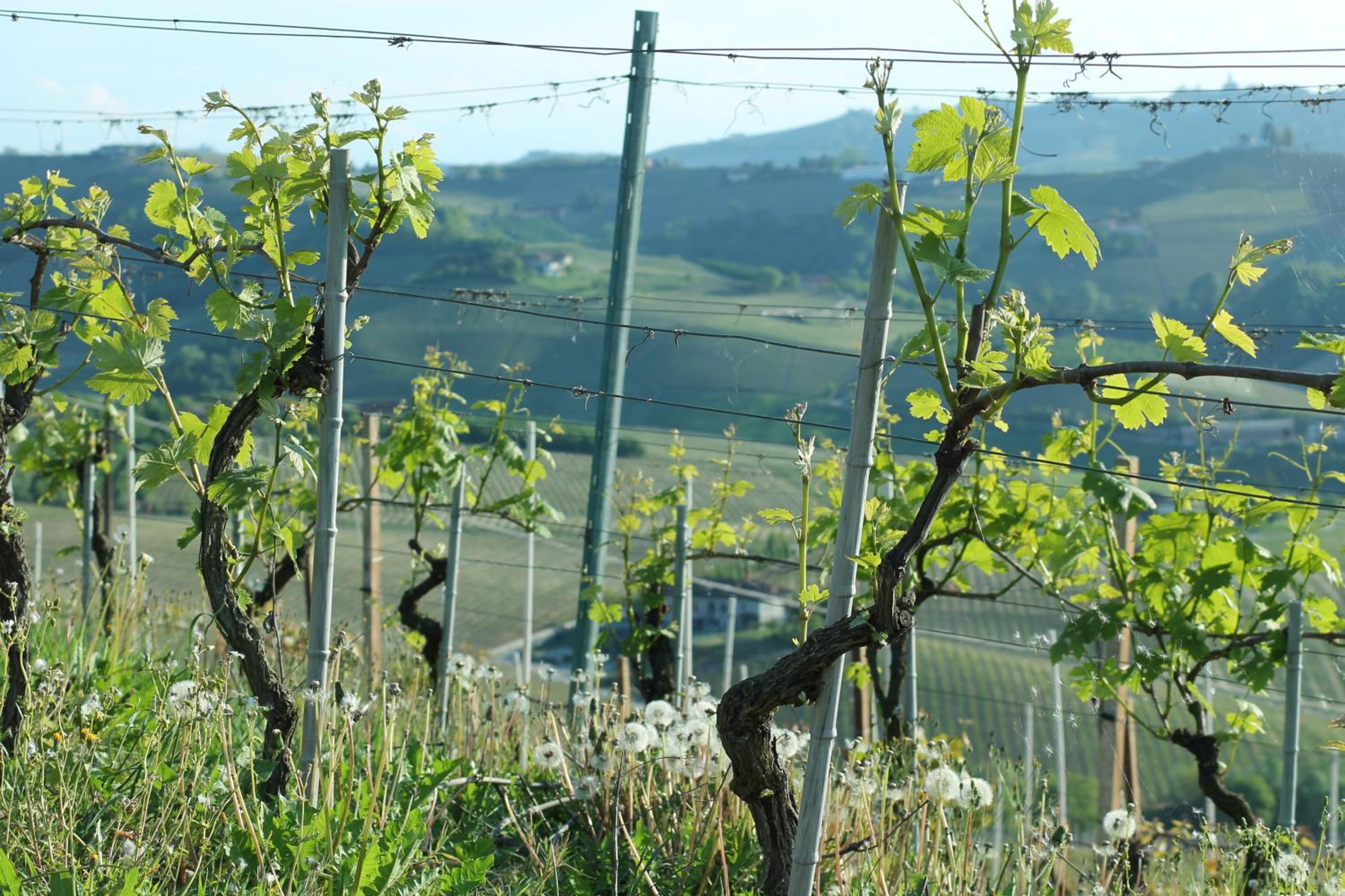 Agriturismo Il Bricco
