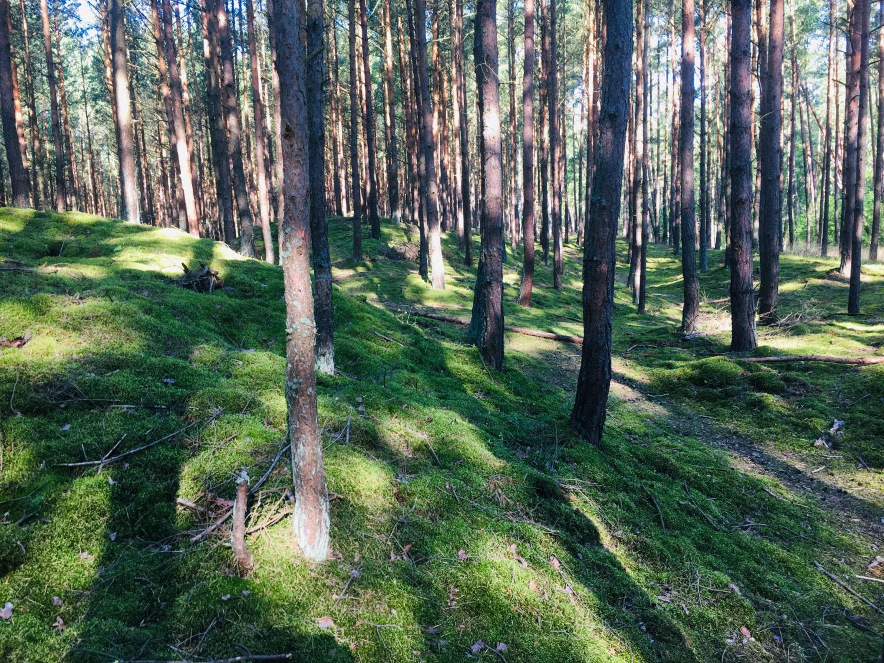 Camp Bursztynowy Las — photo 19