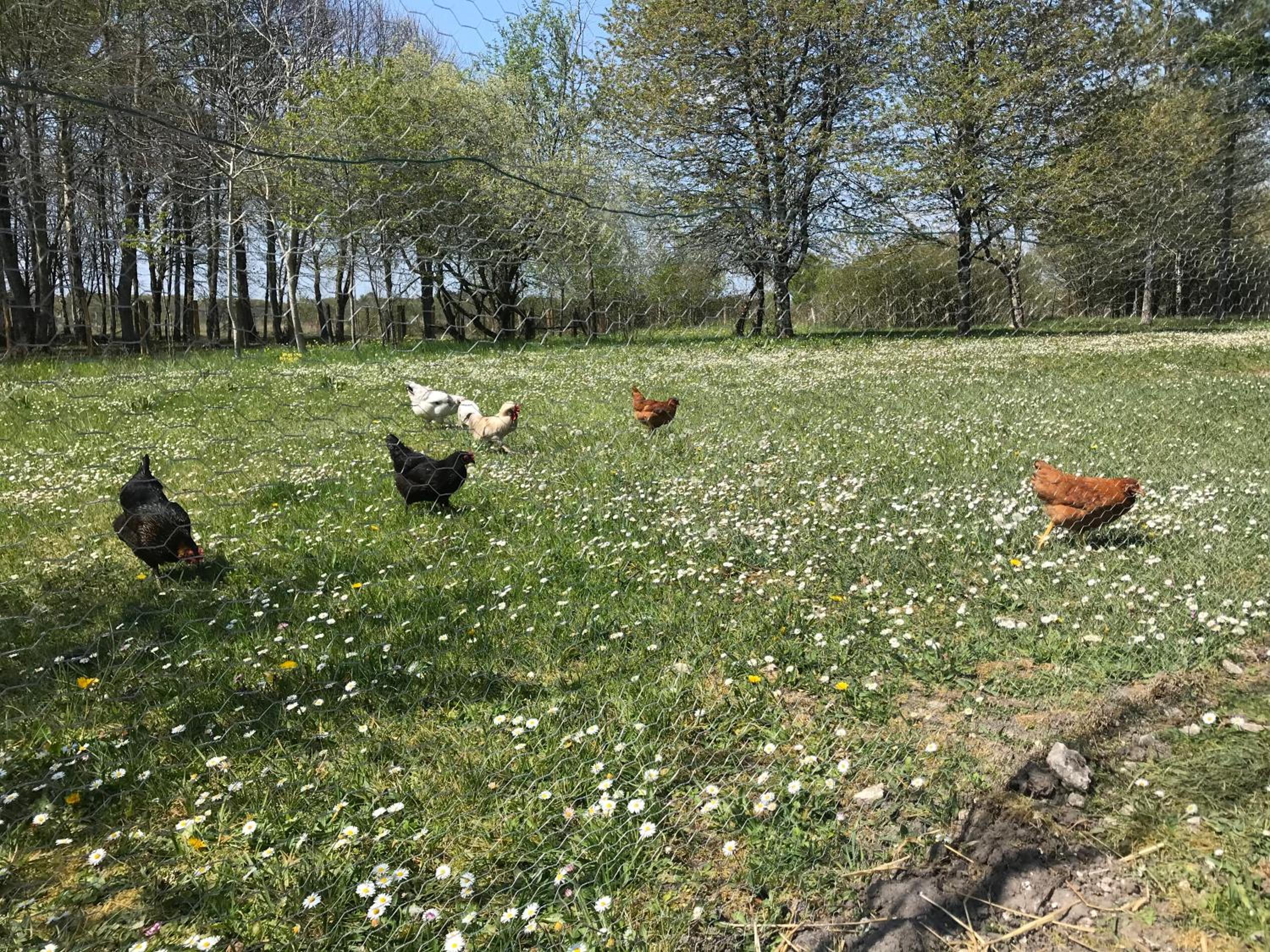 La Marelle