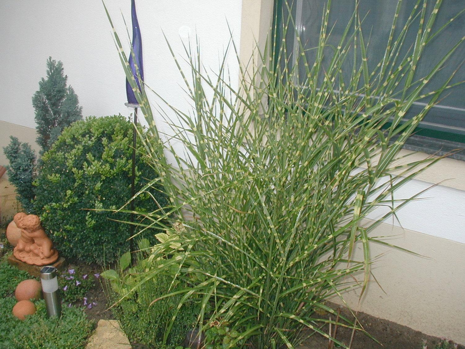 Photo 52