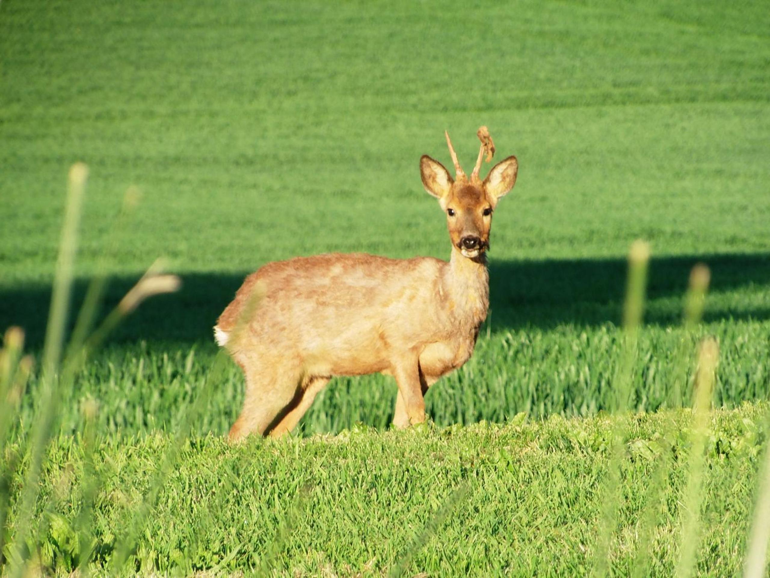 Domaine des Cadets de Gascogne