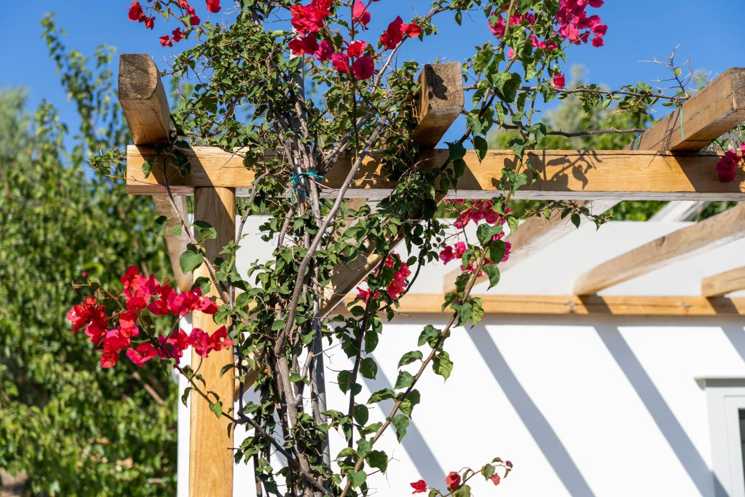 Anassa Cycladic Village, 写真 56