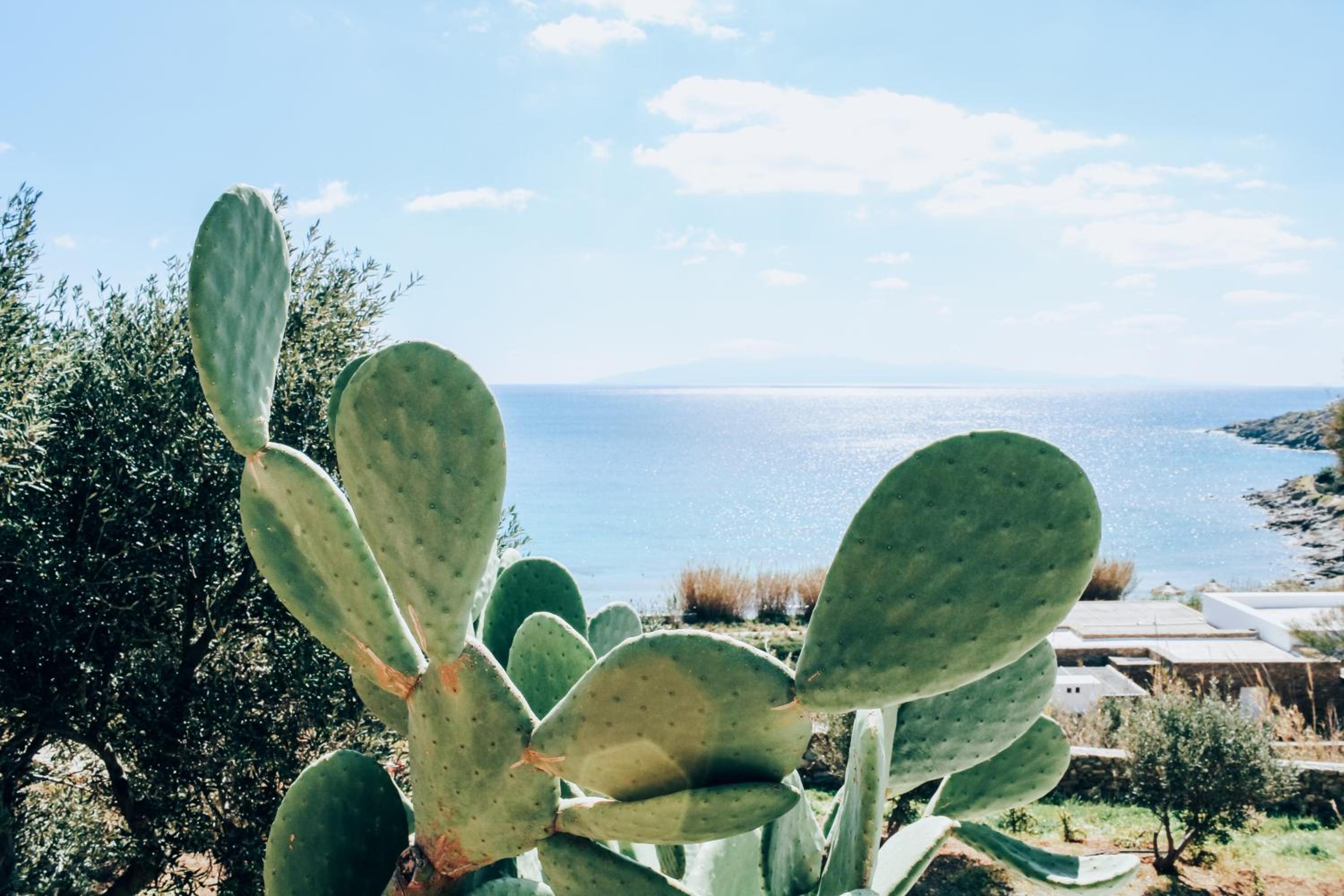 The Elaia House Mykonos photo 4