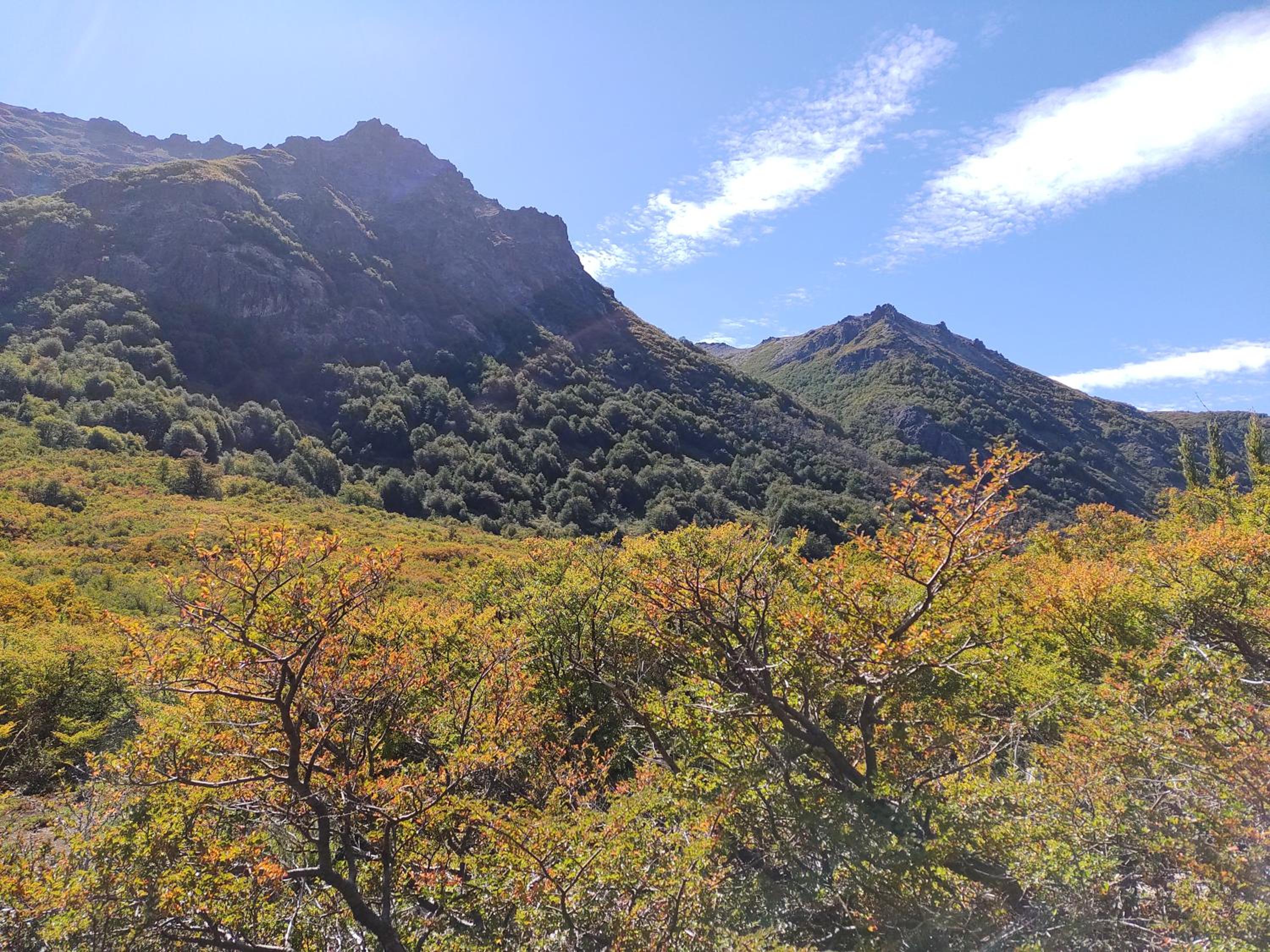 CabaƱita del bosque