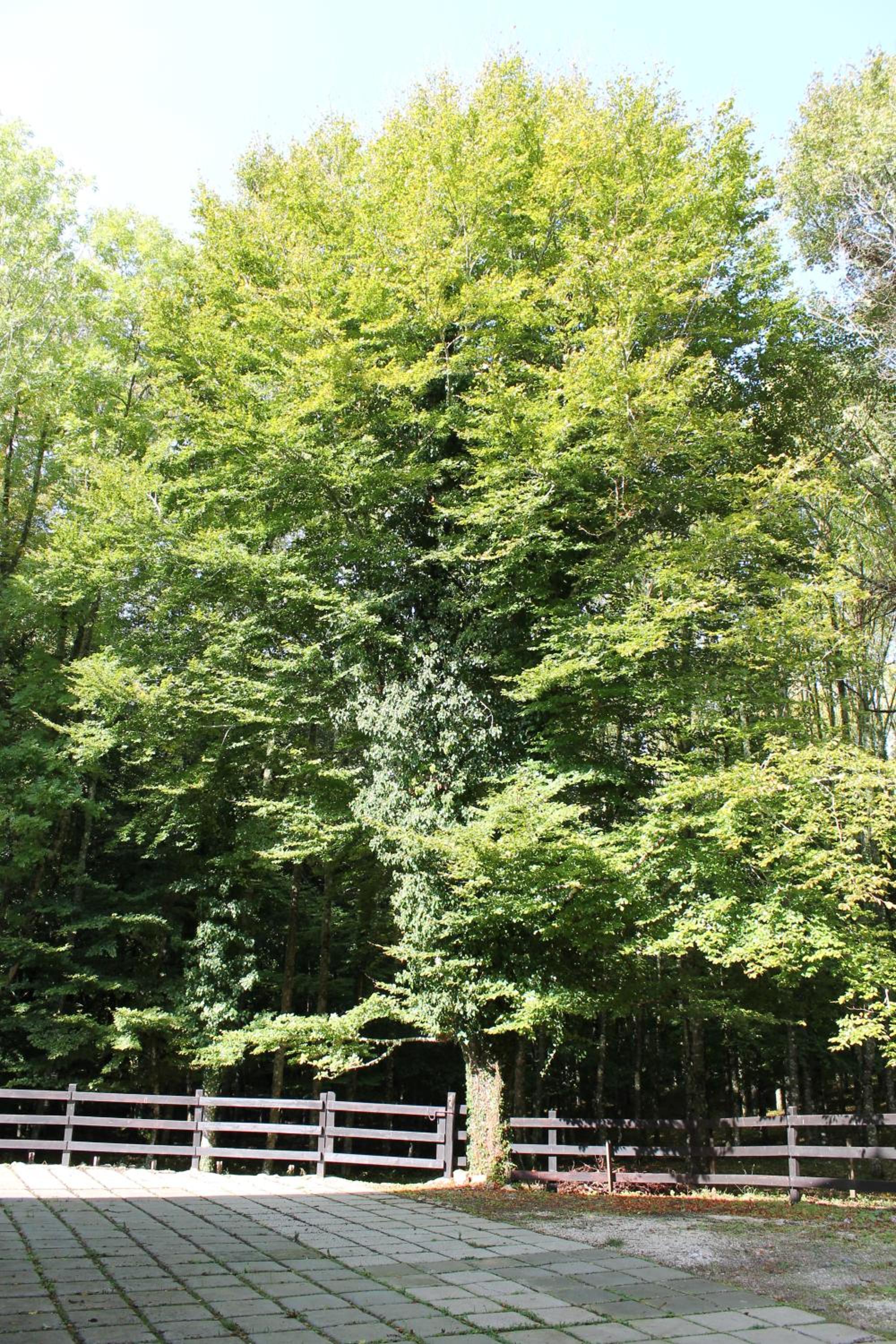 Photo 11